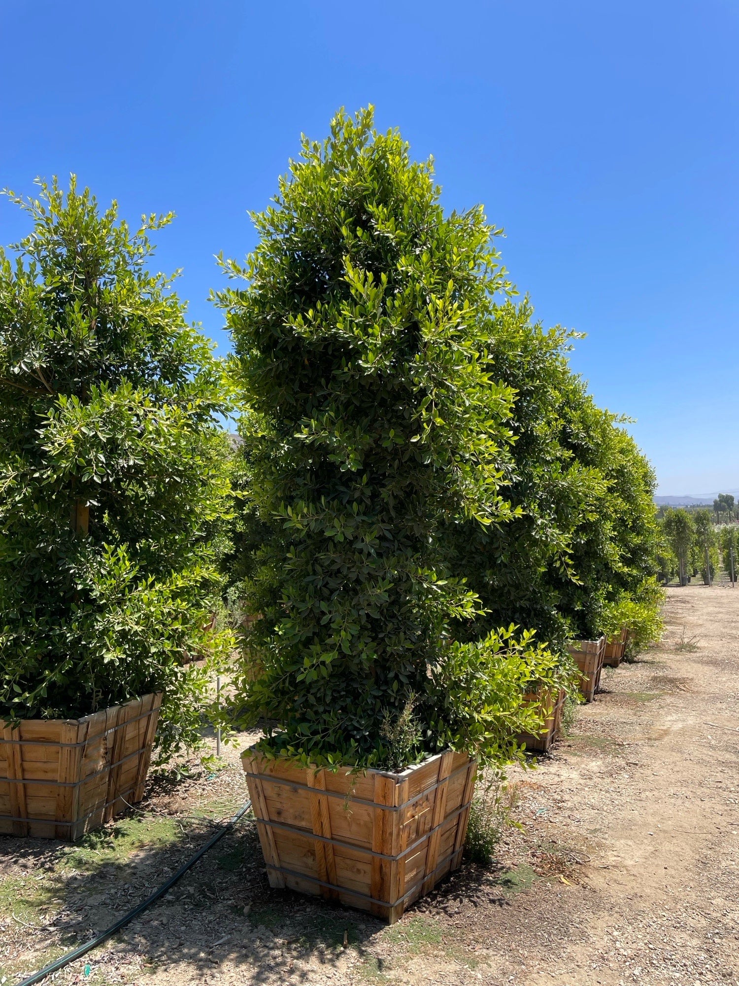 Indian Laurel (Ficus Nitida) Column 36 inch box