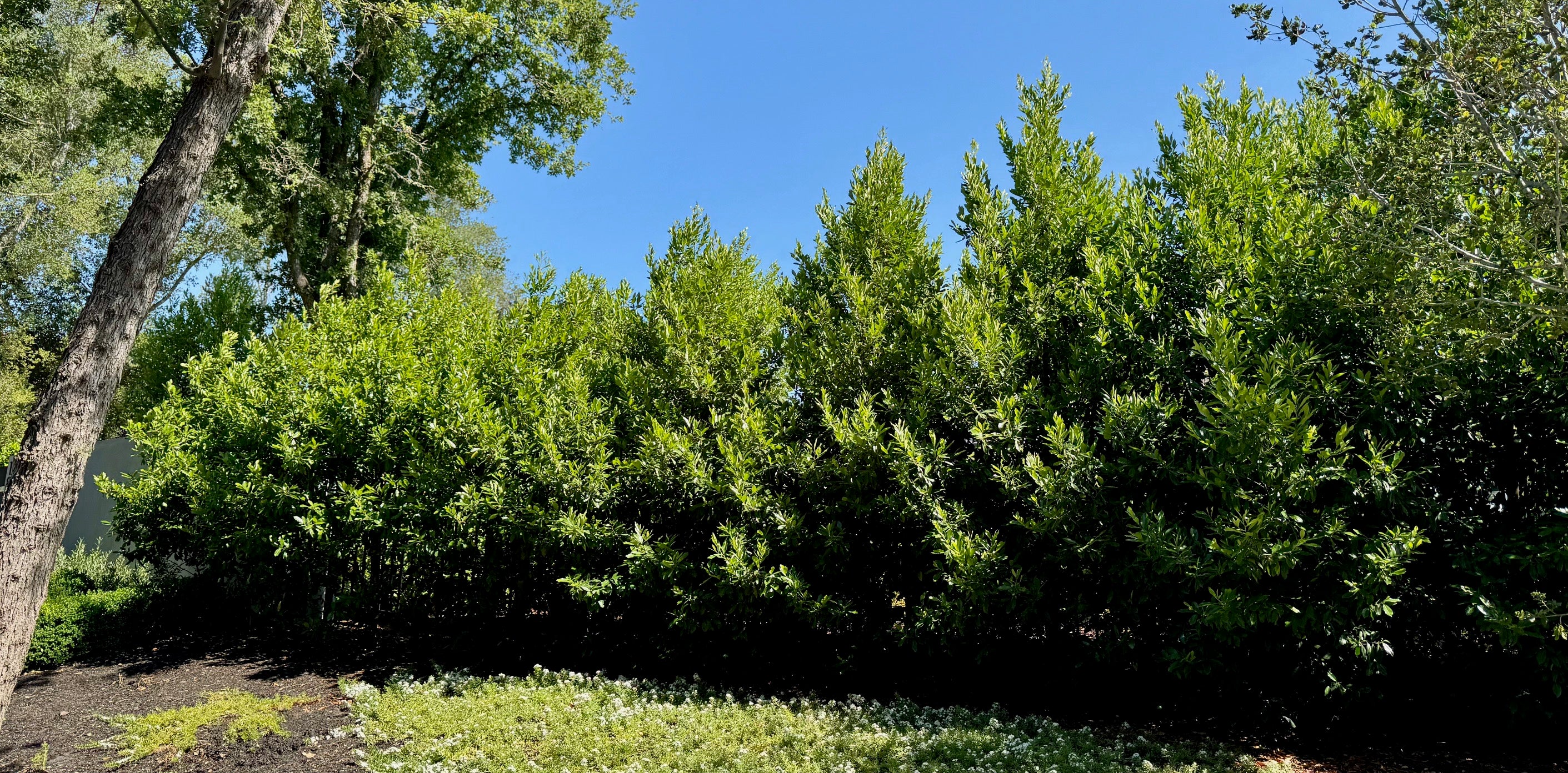 Carolina Cherry Compacta (Prunus Caroliniana) Column 24 inch box