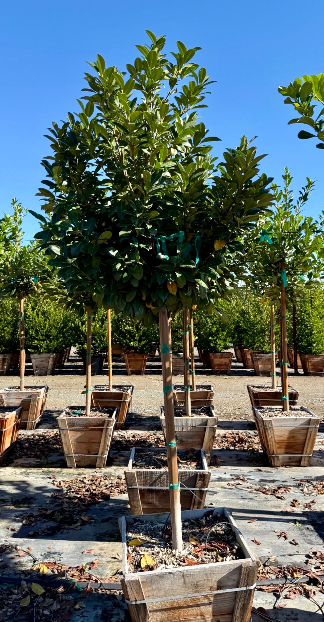 English Laurel (Prunus Laurocerasus) Tree Form 24 inch box