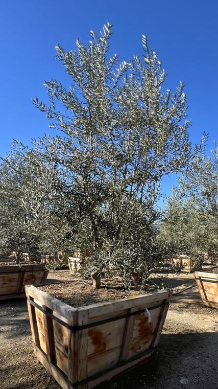 Swan Hill Fruitless Olive 48 inch box