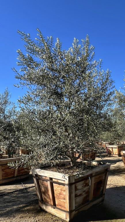 Swan Hill Fruitless Olive 48 inch box