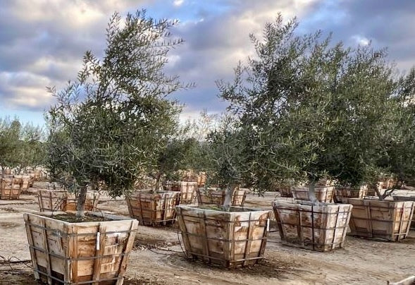 Swan Hill Fruitless Olive Multi Trunk 36 inch box