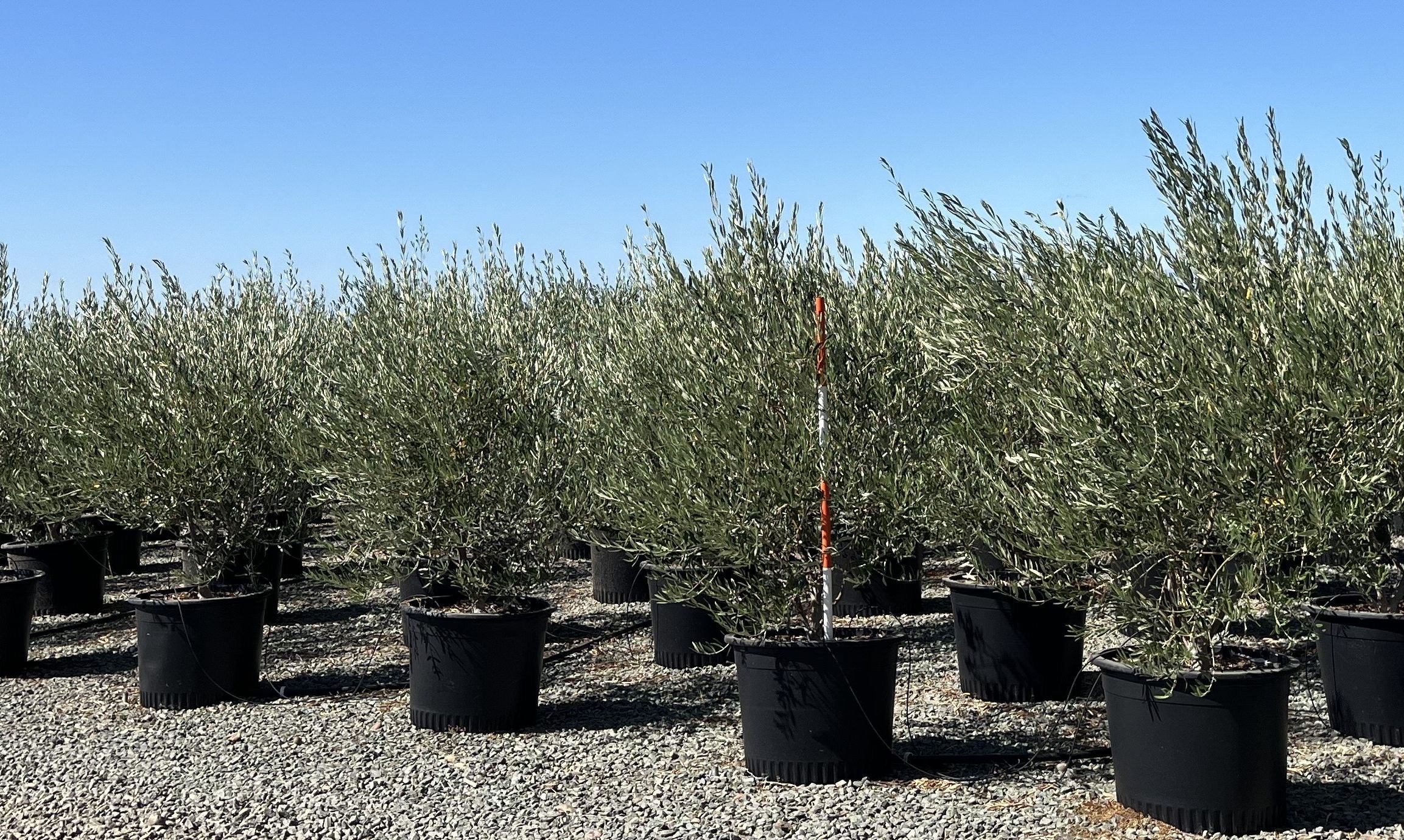 Swan Hill Fruitless Olive Multi Trunk 24 inch box