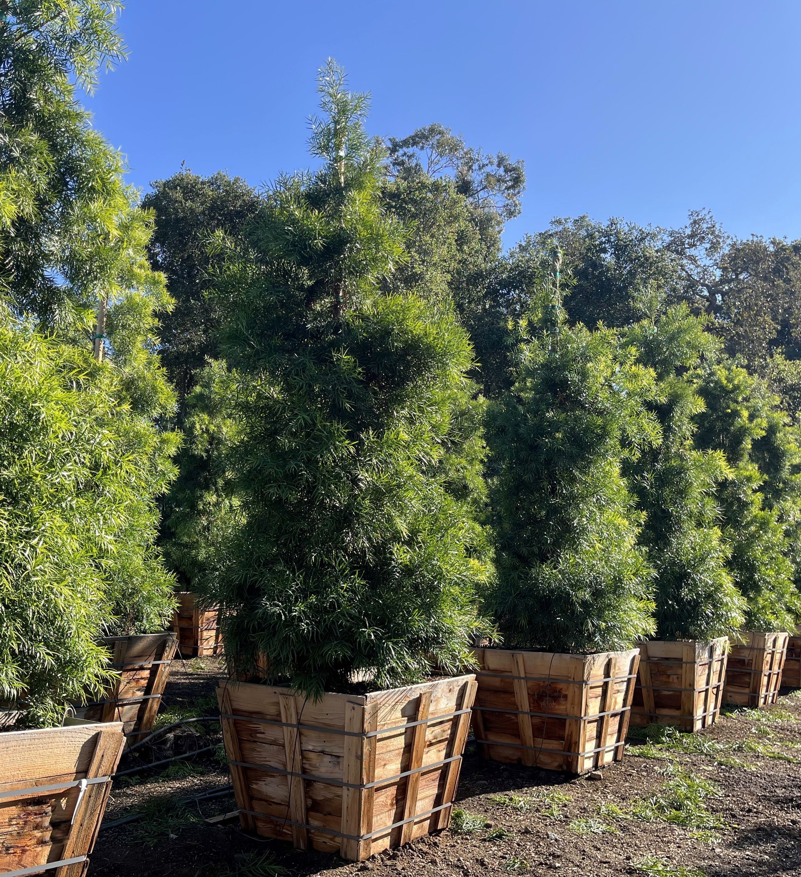 Podocarpus Gracilior Column 36 inch box