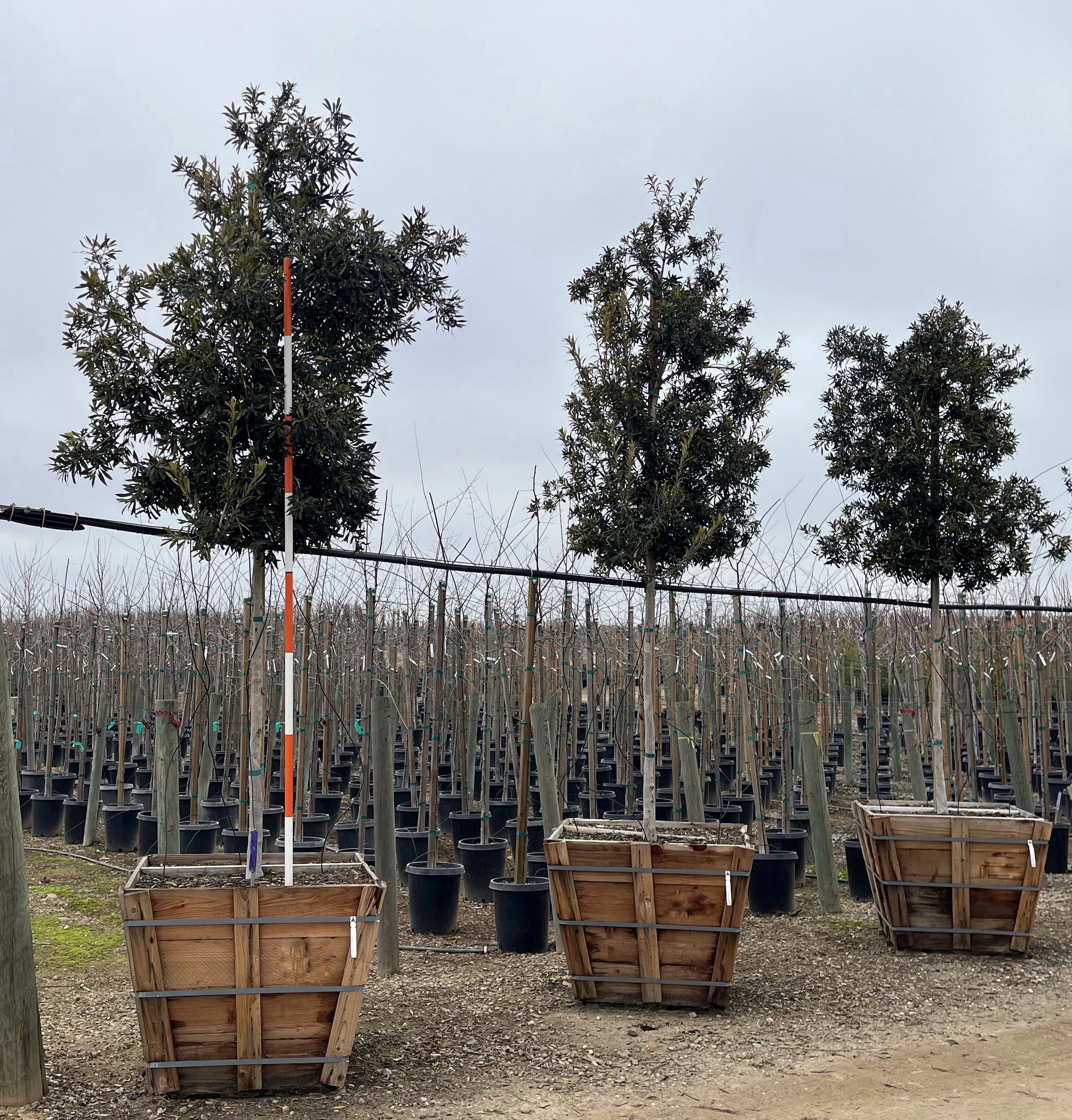 Tristania Laurina 'Sweet Gum' Tree 36 inch box