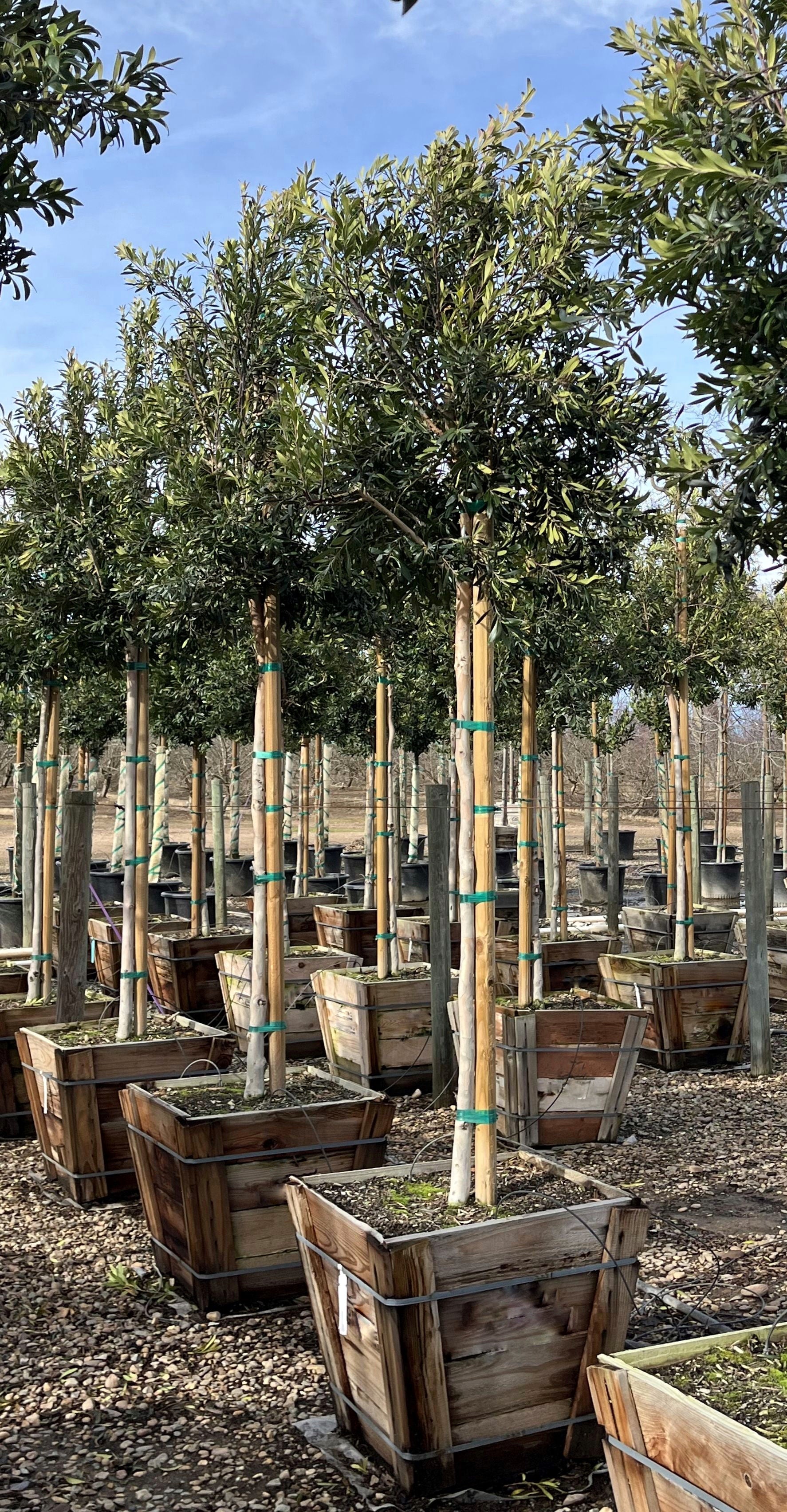 Tristania Laurina 'Water Gum' Tree 24 inch box