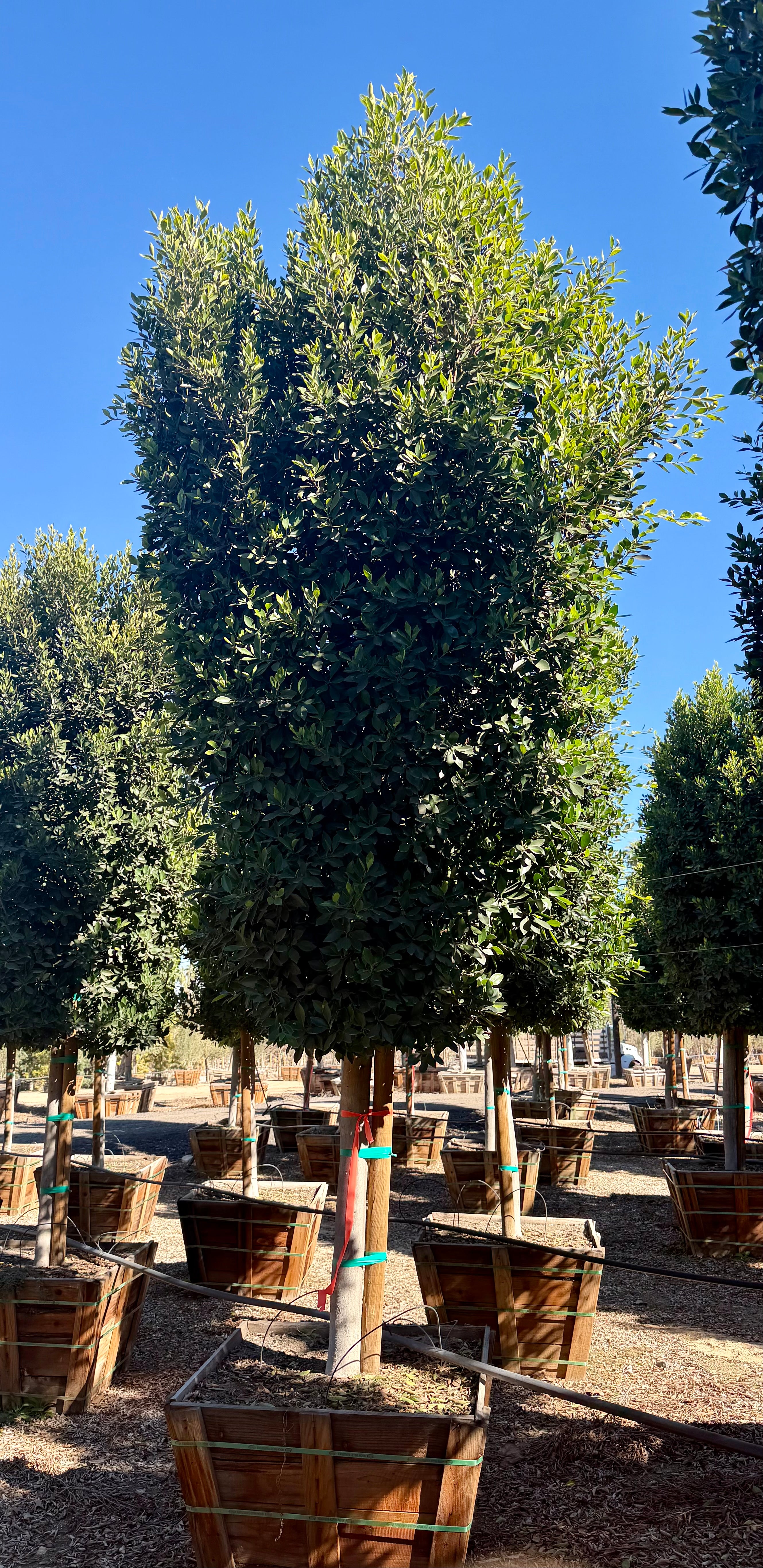 Ficus Nitida (Indian Laurel) Standard Form 36 inch Box