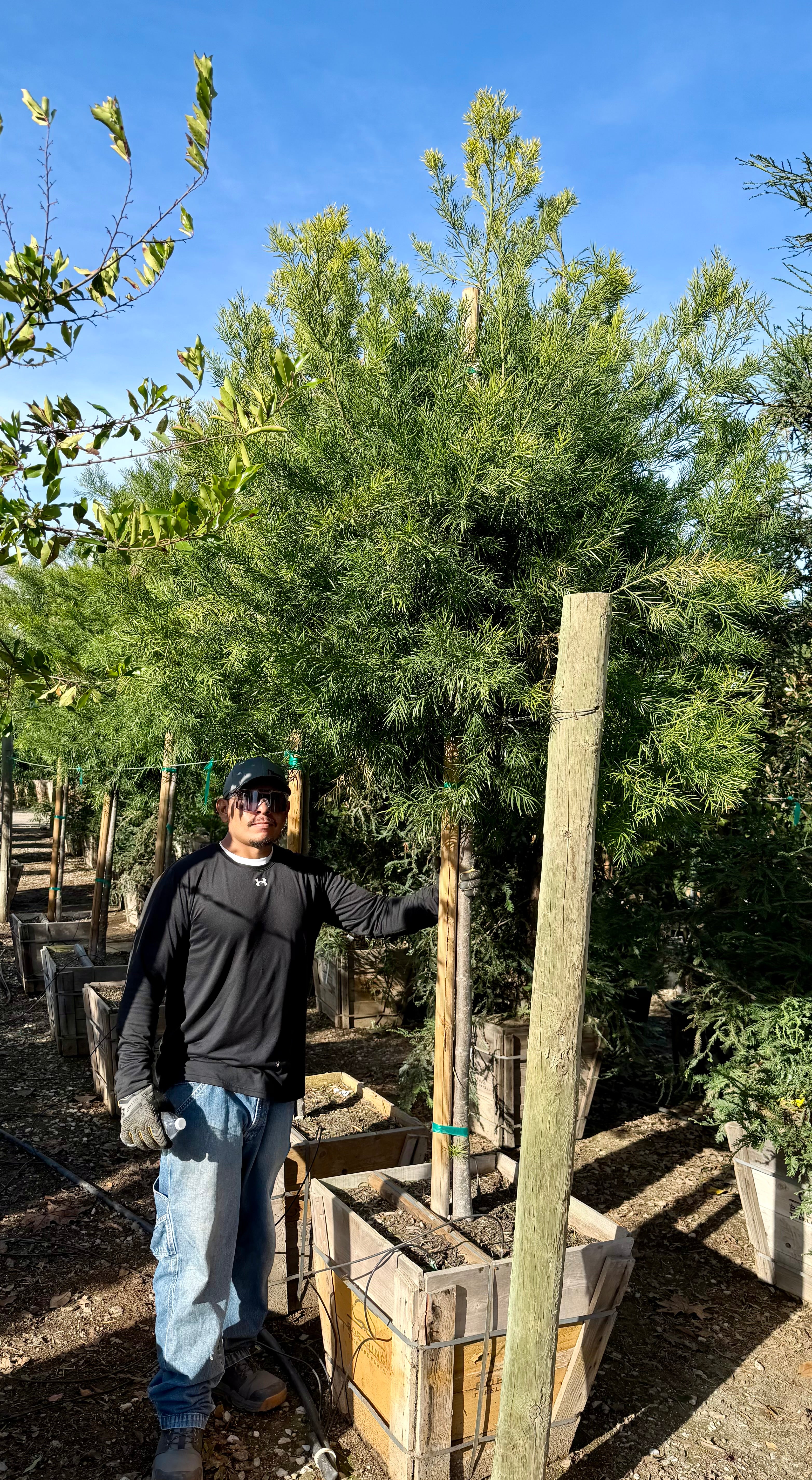 Podocarpus Gracilior Standard Form 24 inch box