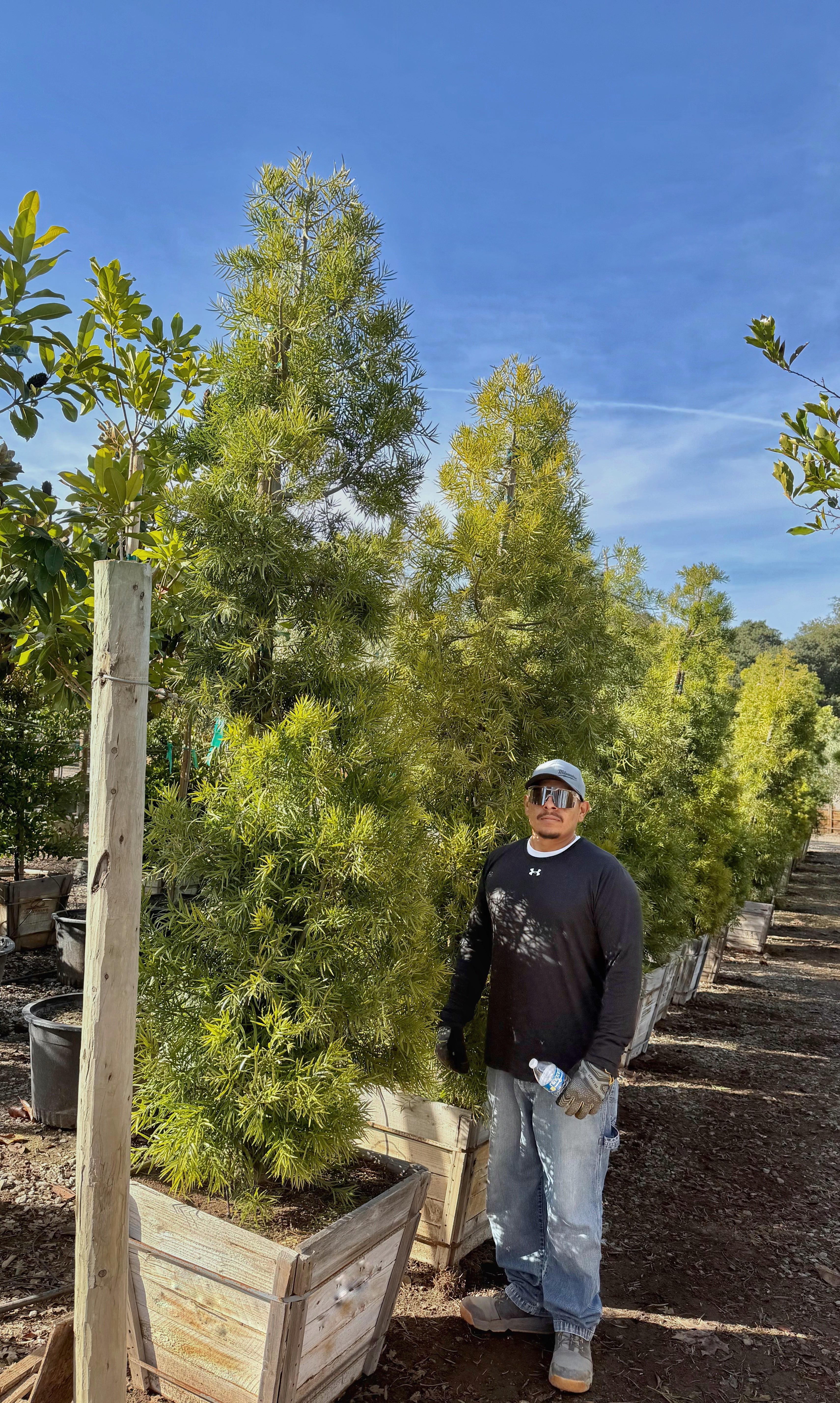 Podocarpus Gracilior Column 24 inch box