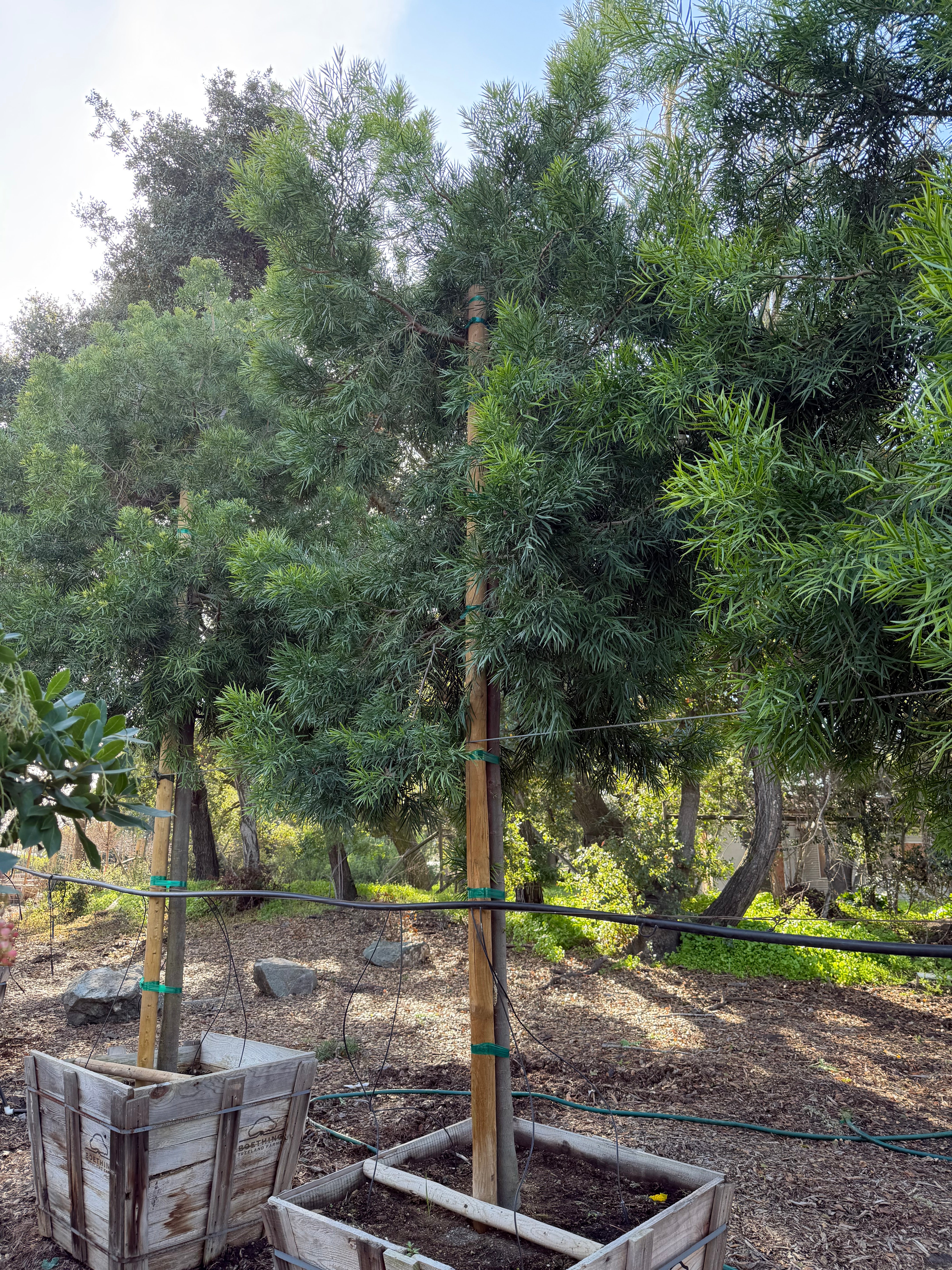 Podocarpus Gracilior Standard Form 36 inch box