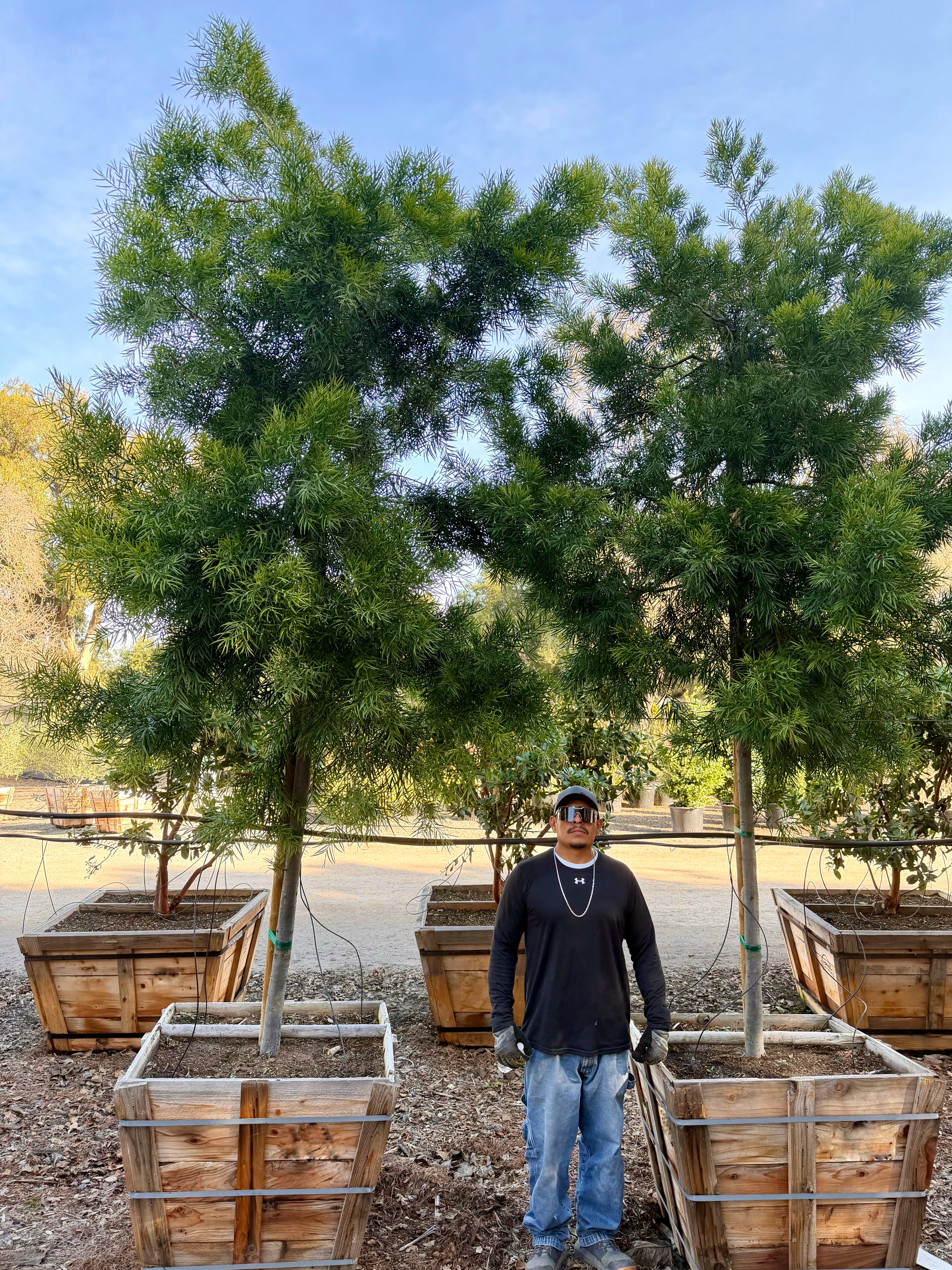 Podocarpus Gracilior Standard Form 36 inch box