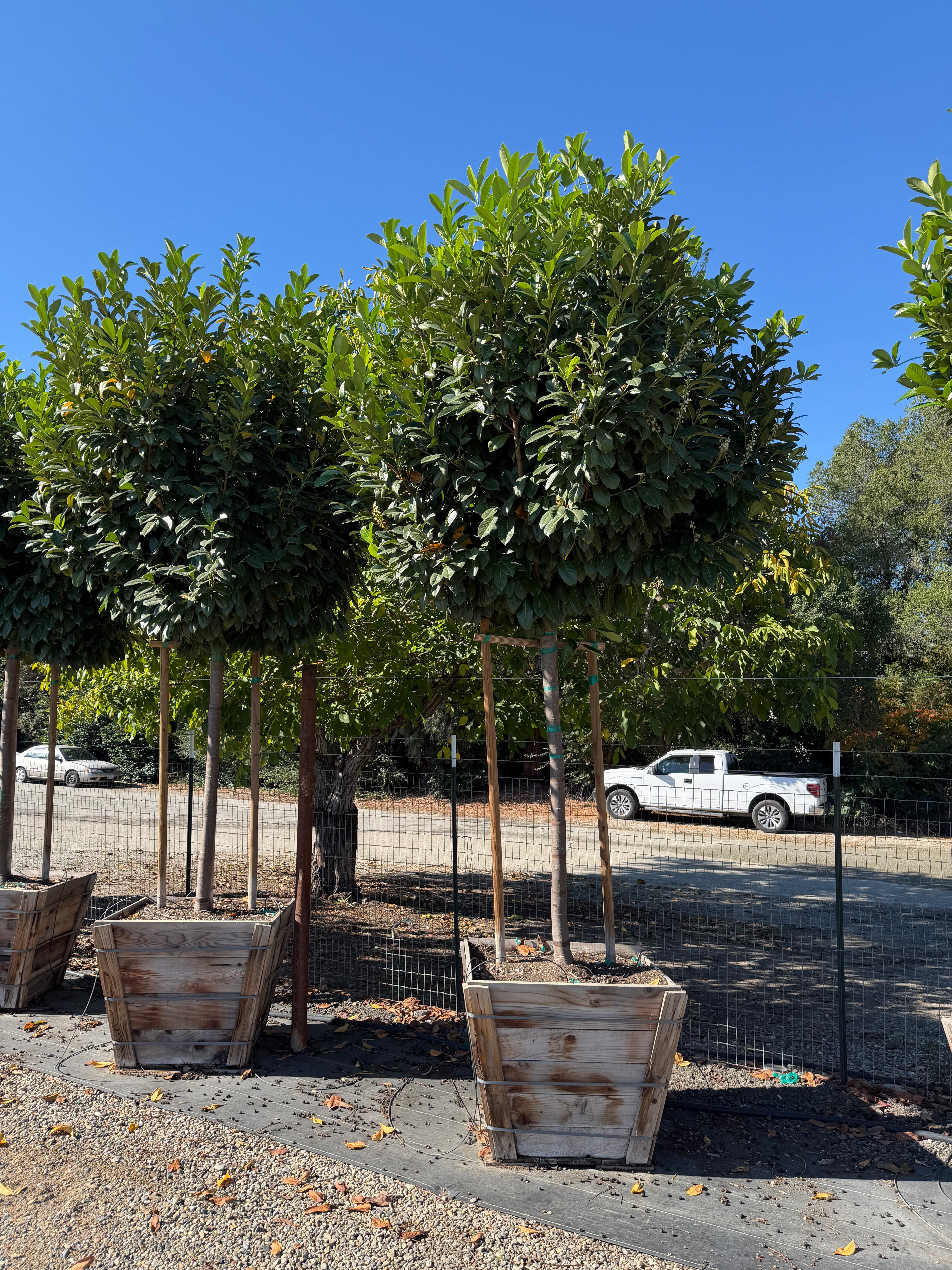 English Laurel (Prunus laurocerasus) Tree Form 36 inch box