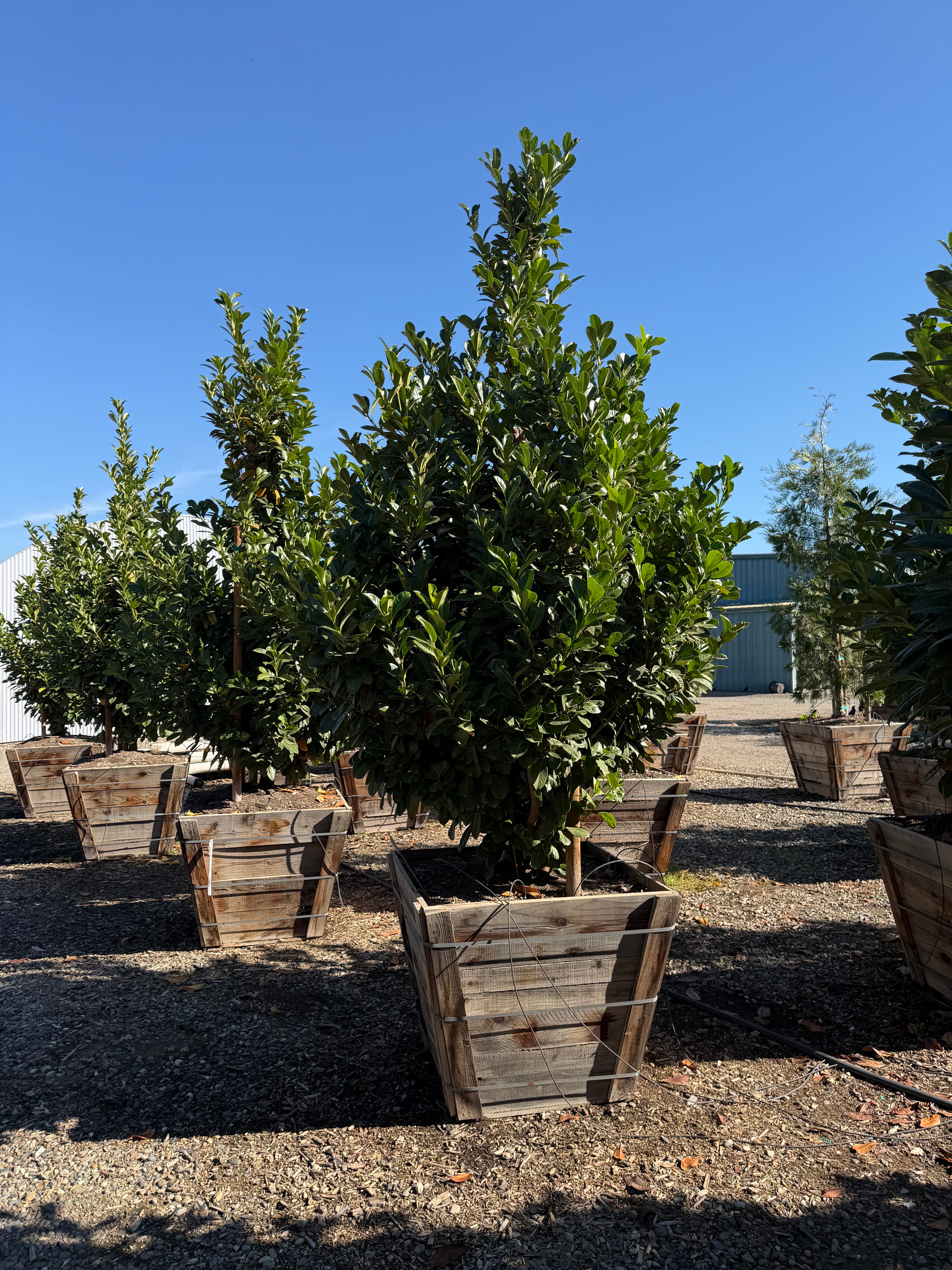 English Laurel (Prunus Laurocerasus) Column 36 inch box