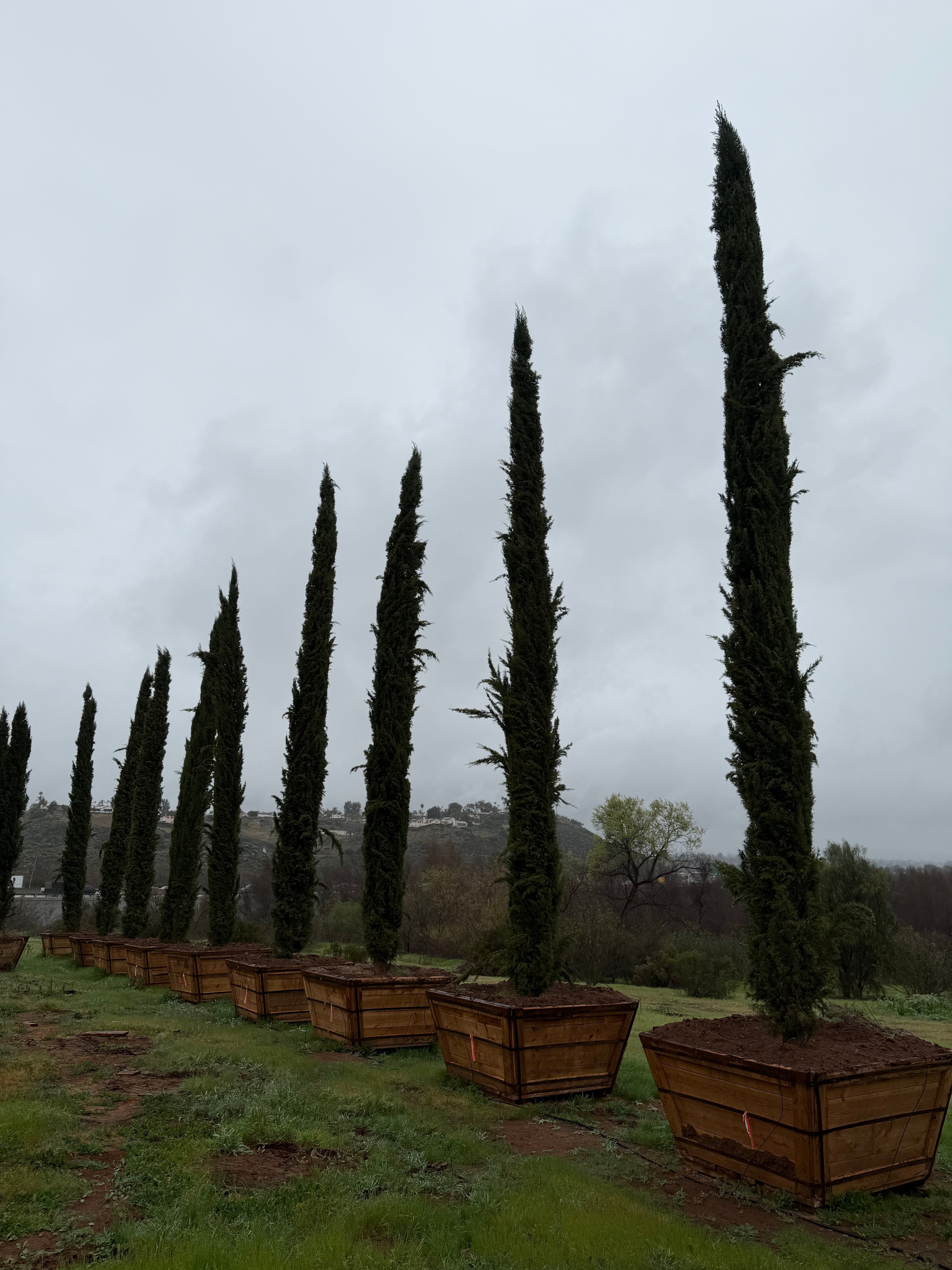 Italian Cypress (Cupressus Sempervirens) 20-30ft