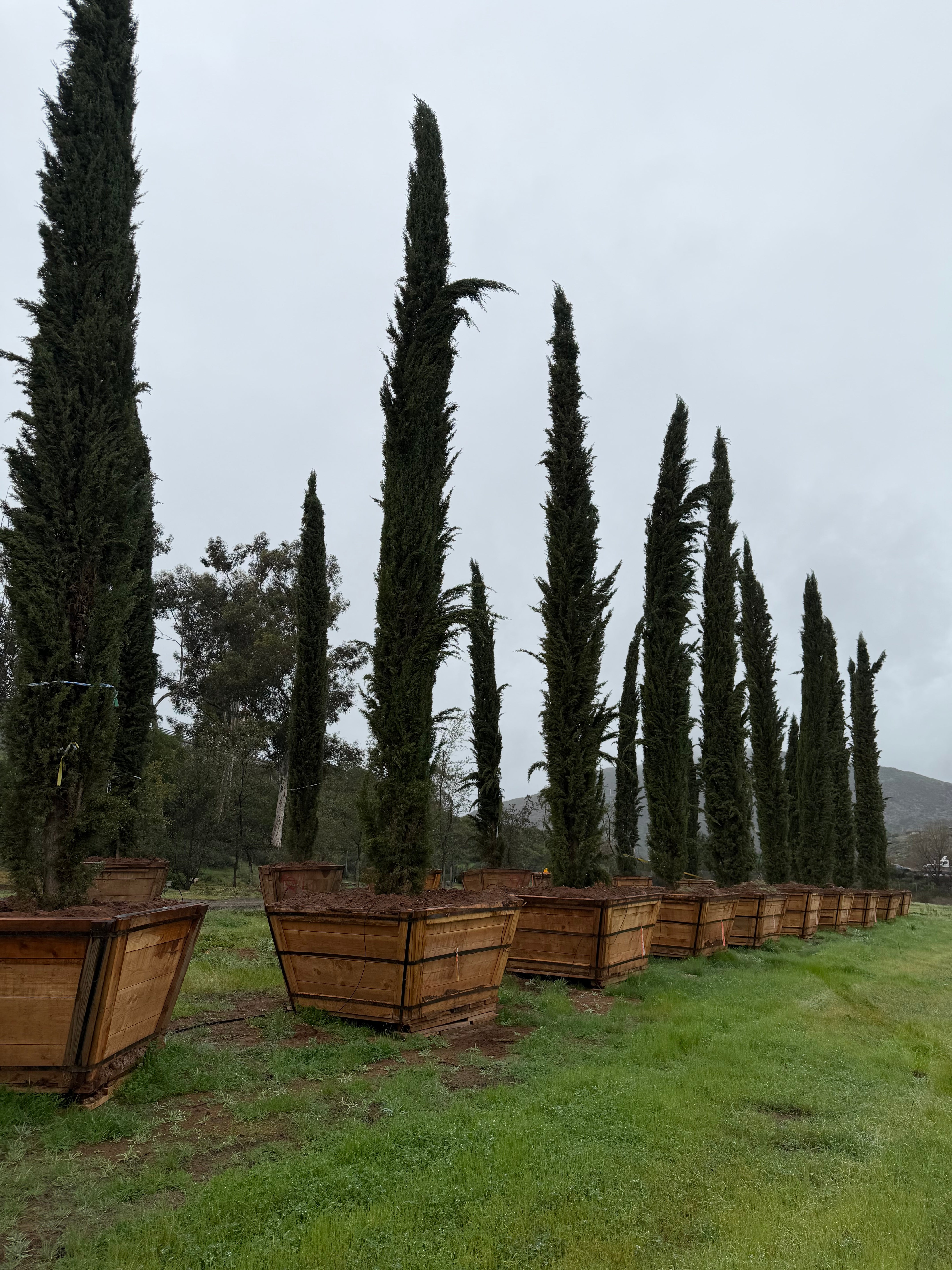 Italian Cypress (Cupressus Sempervirens) 20-30ft