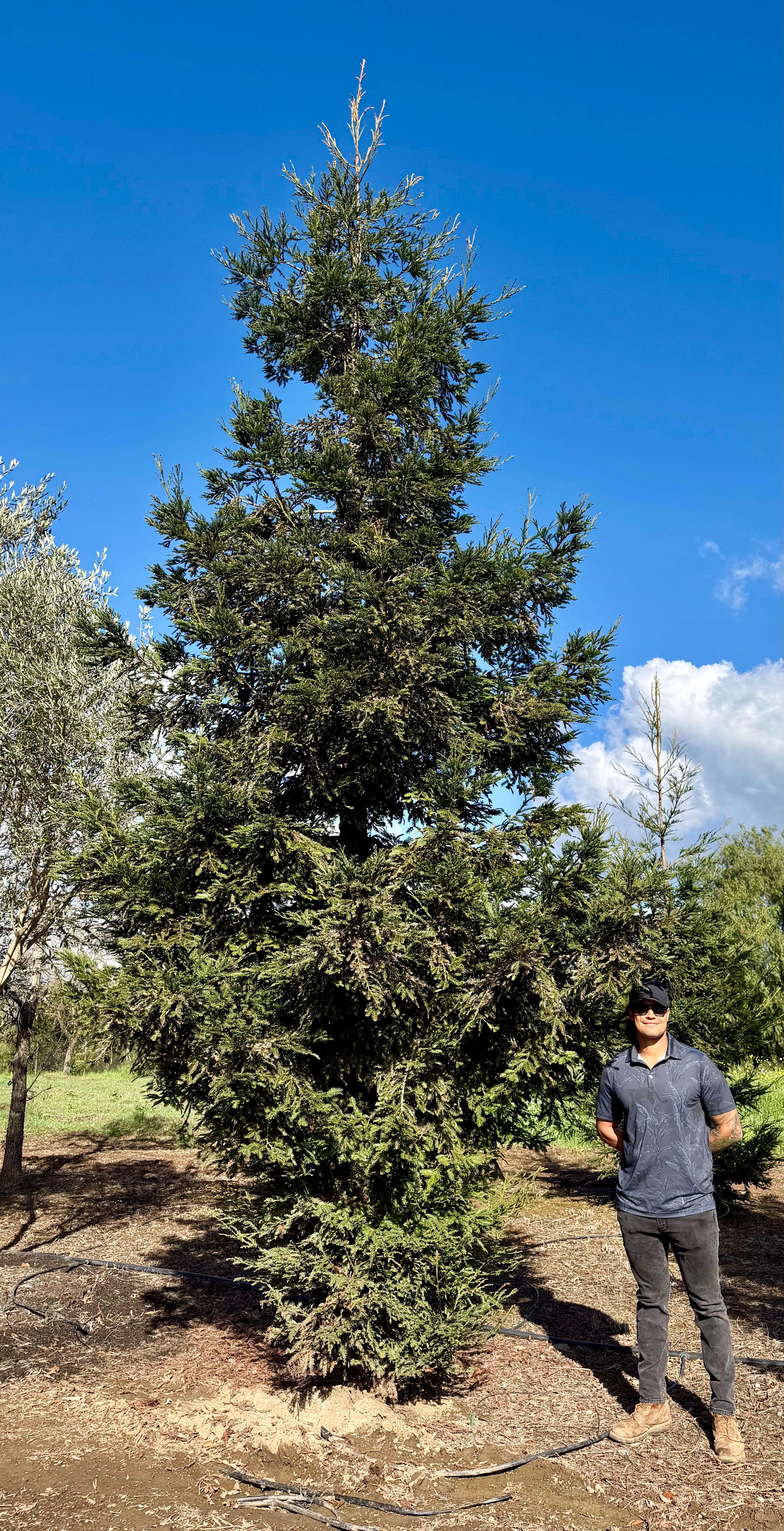 Coastal Redwood (Sequoia sempervirens) Aptos Blue  72 inch box