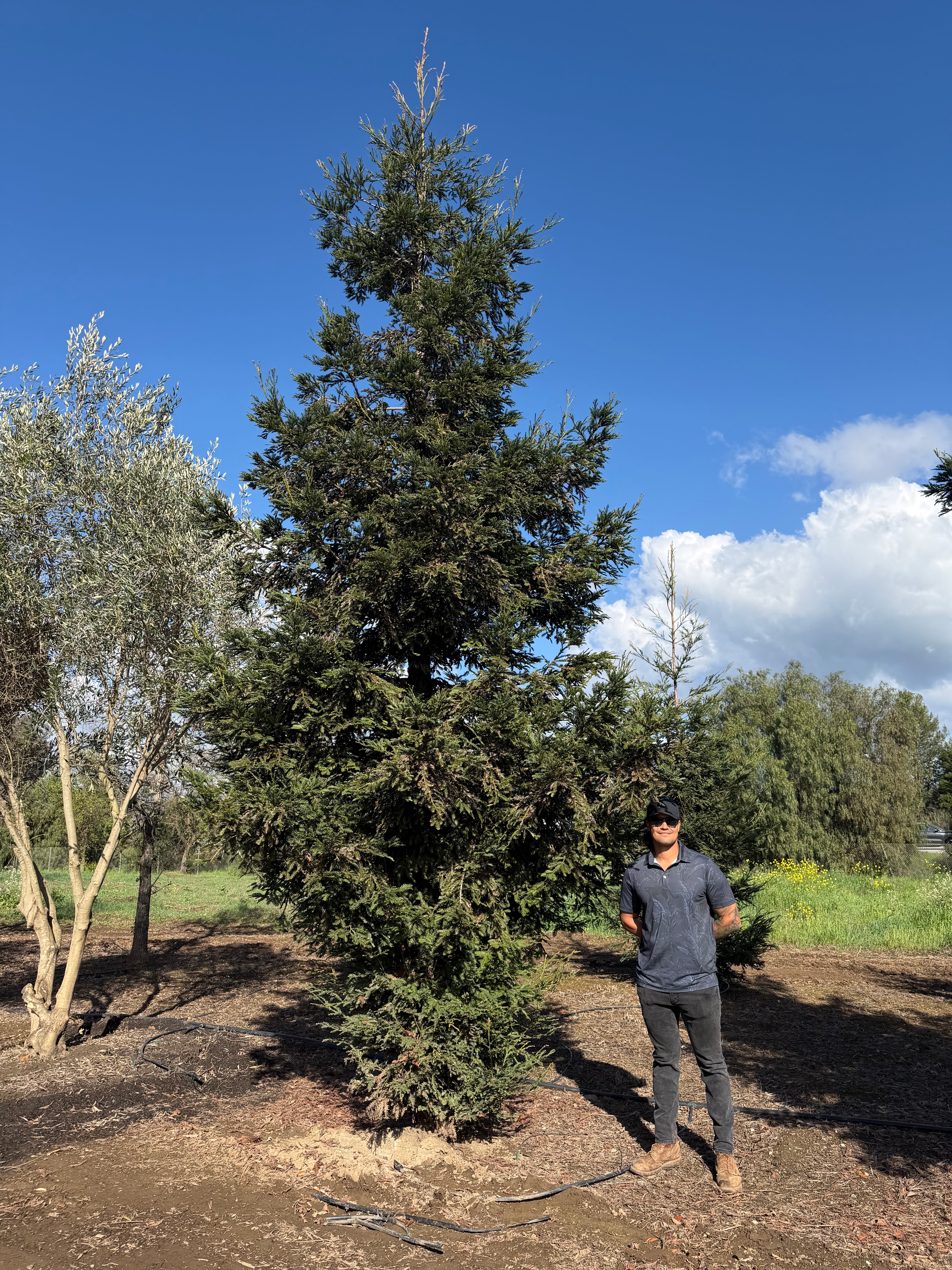 Coastal Redwood (Sequoia sempervirens) Aptos Blue 48 inch box