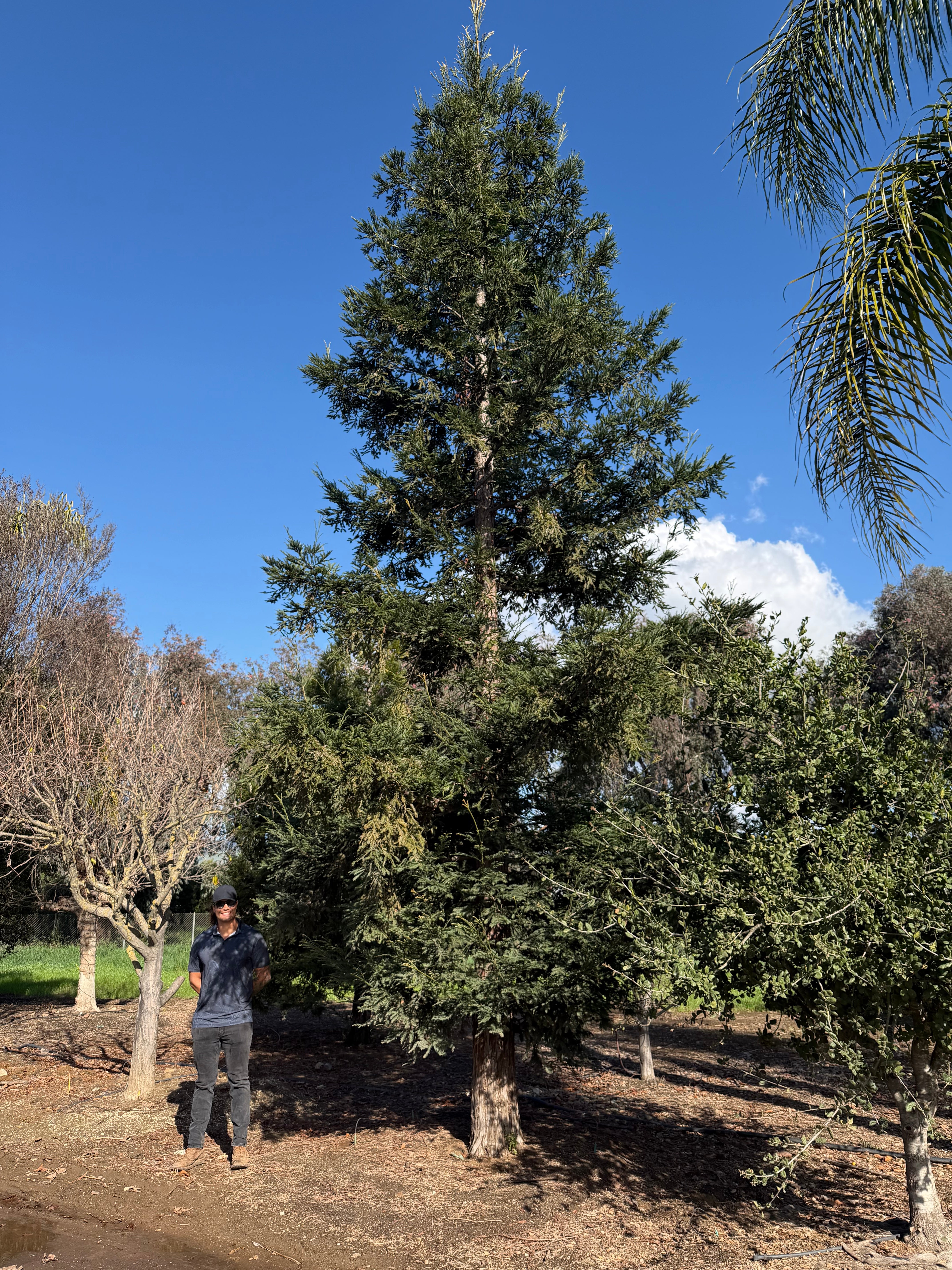 Coastal Redwood (Sequoia sempervirens) Aptos Blue 84 inch box
