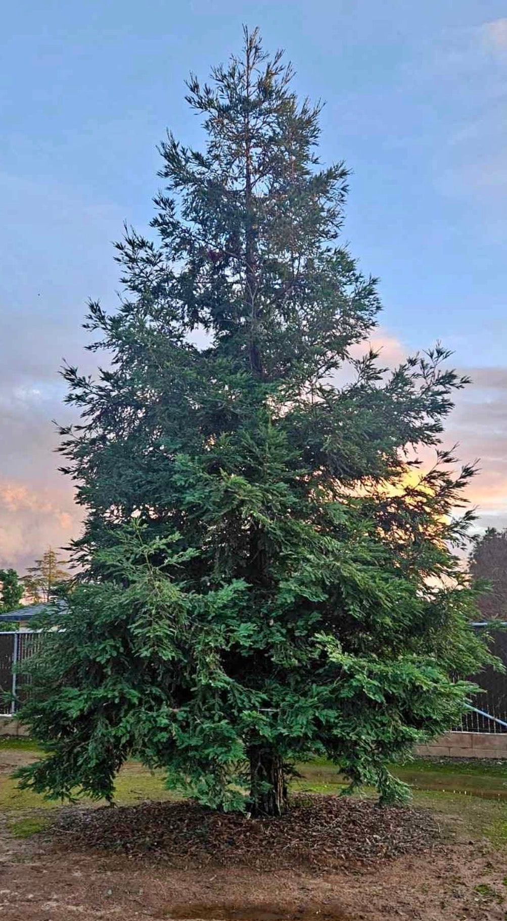 Coastal Redwood (Sequoia sempervirens) Aptos Blue 84 inch box