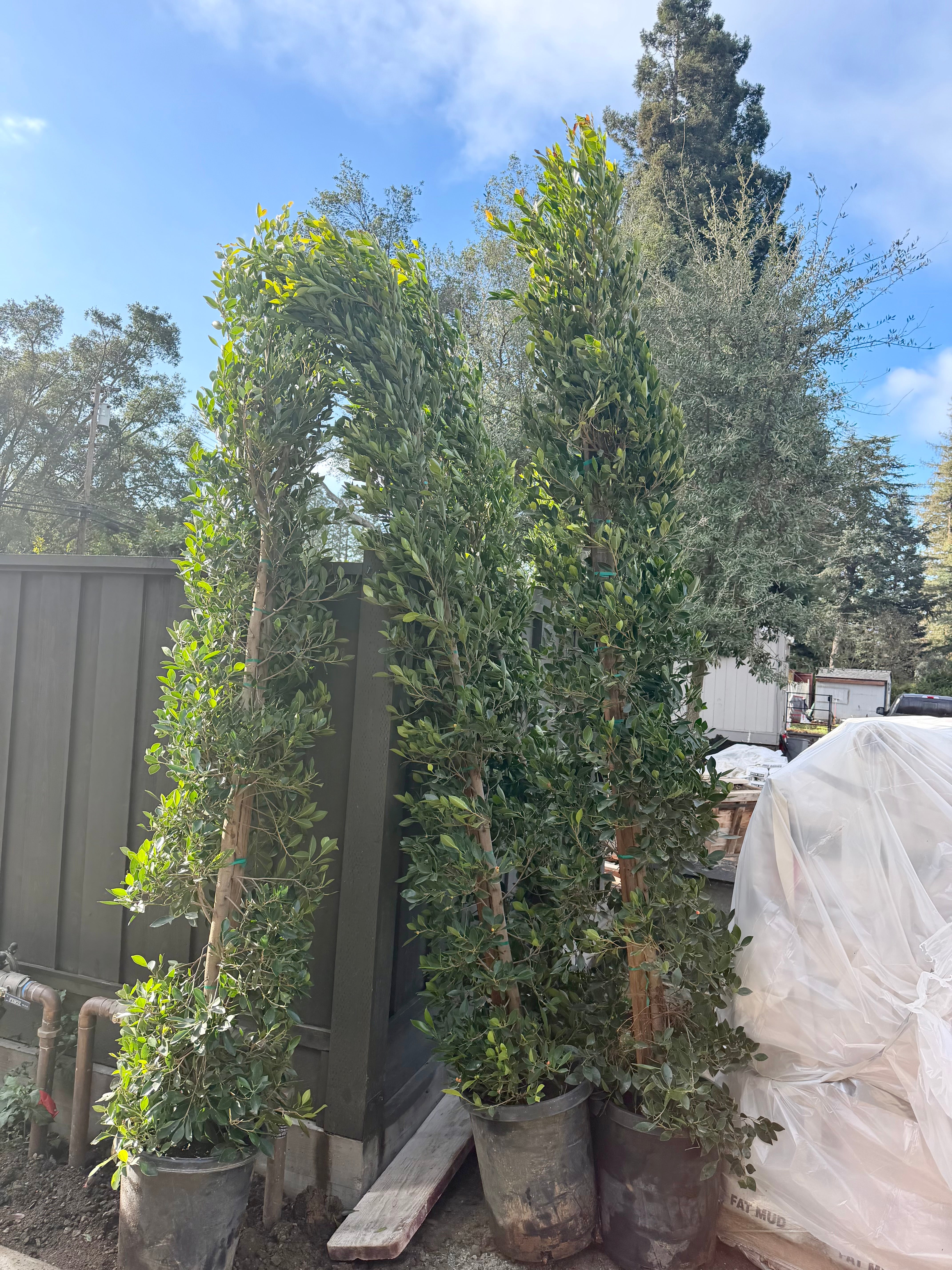 Ficus Nitida (Indian Laurel) Column 15 Gallon