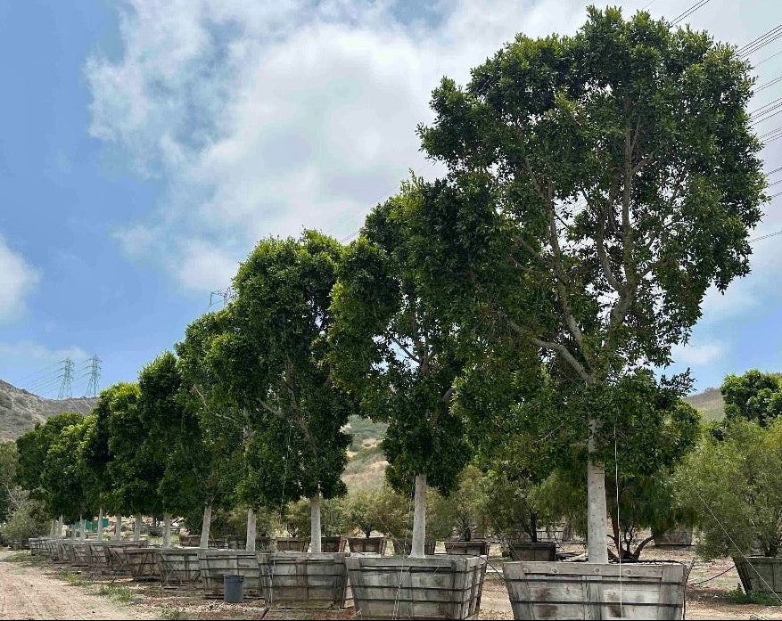 Ficus Nitida (Indian Laurel) Standard Form 48/60/72 inch box