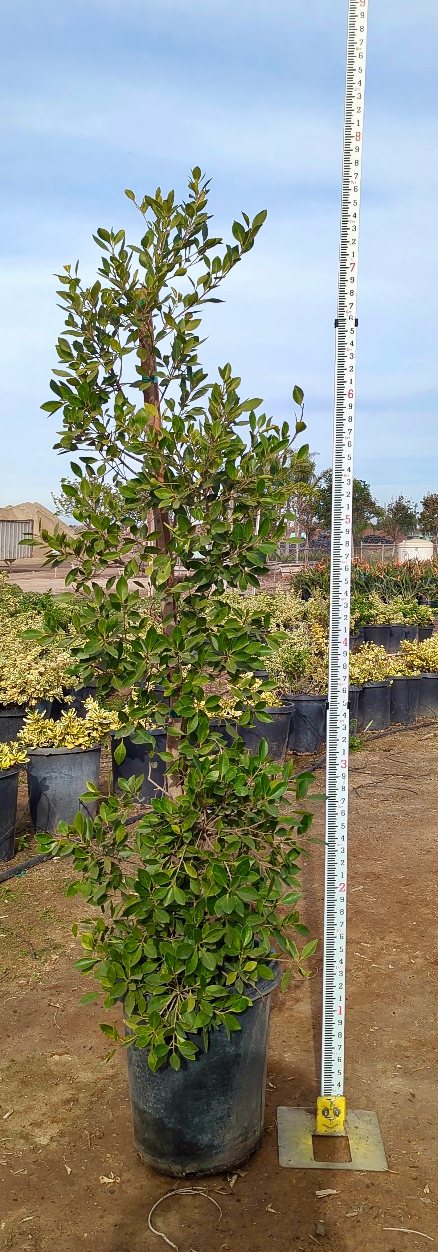 Ficus Nitida (Indian Laurel) Column 15 Gallon