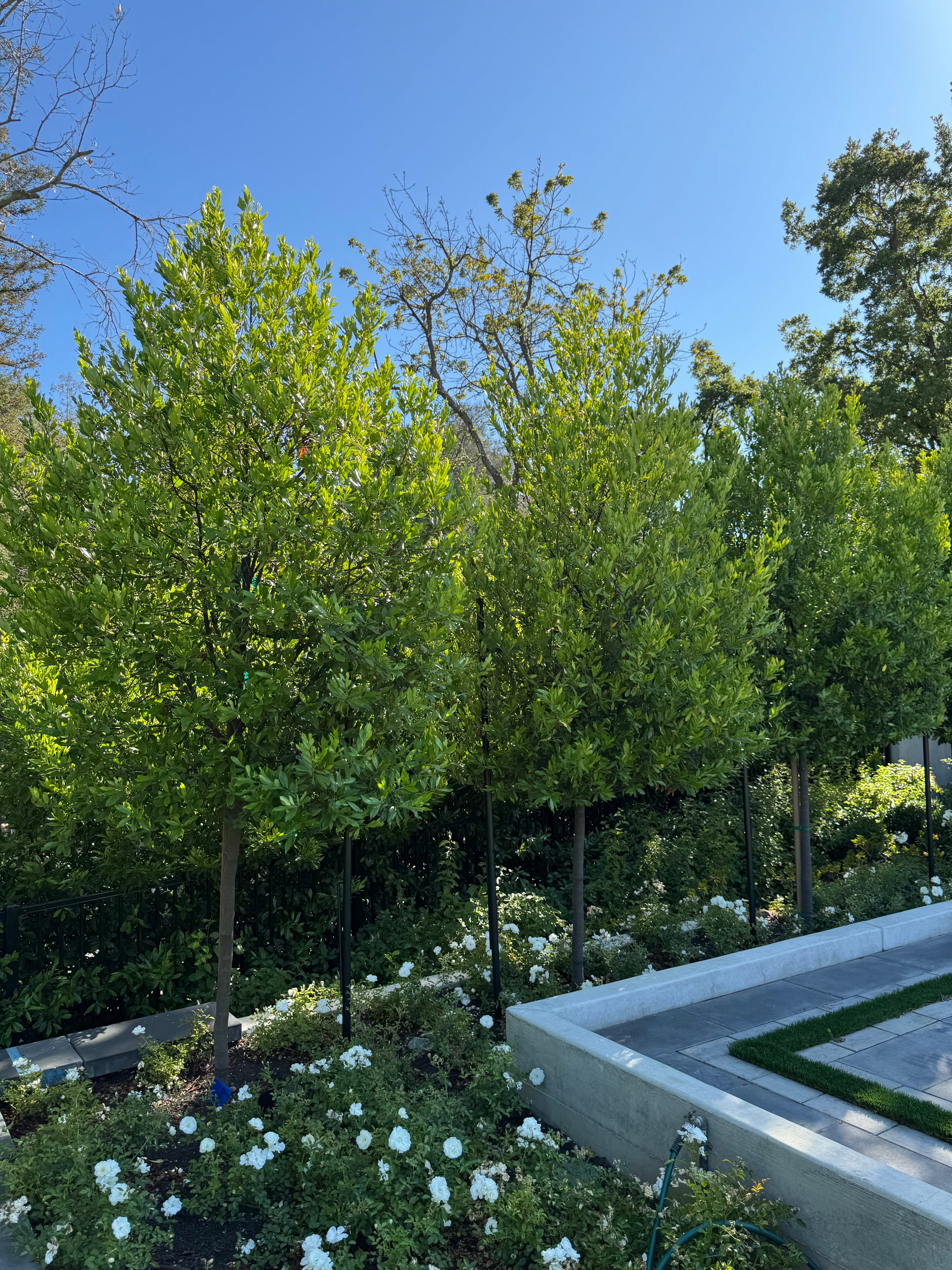 Carolina Cherry Compacta (Prunus Caroliniana) Tree Form 24 inch box