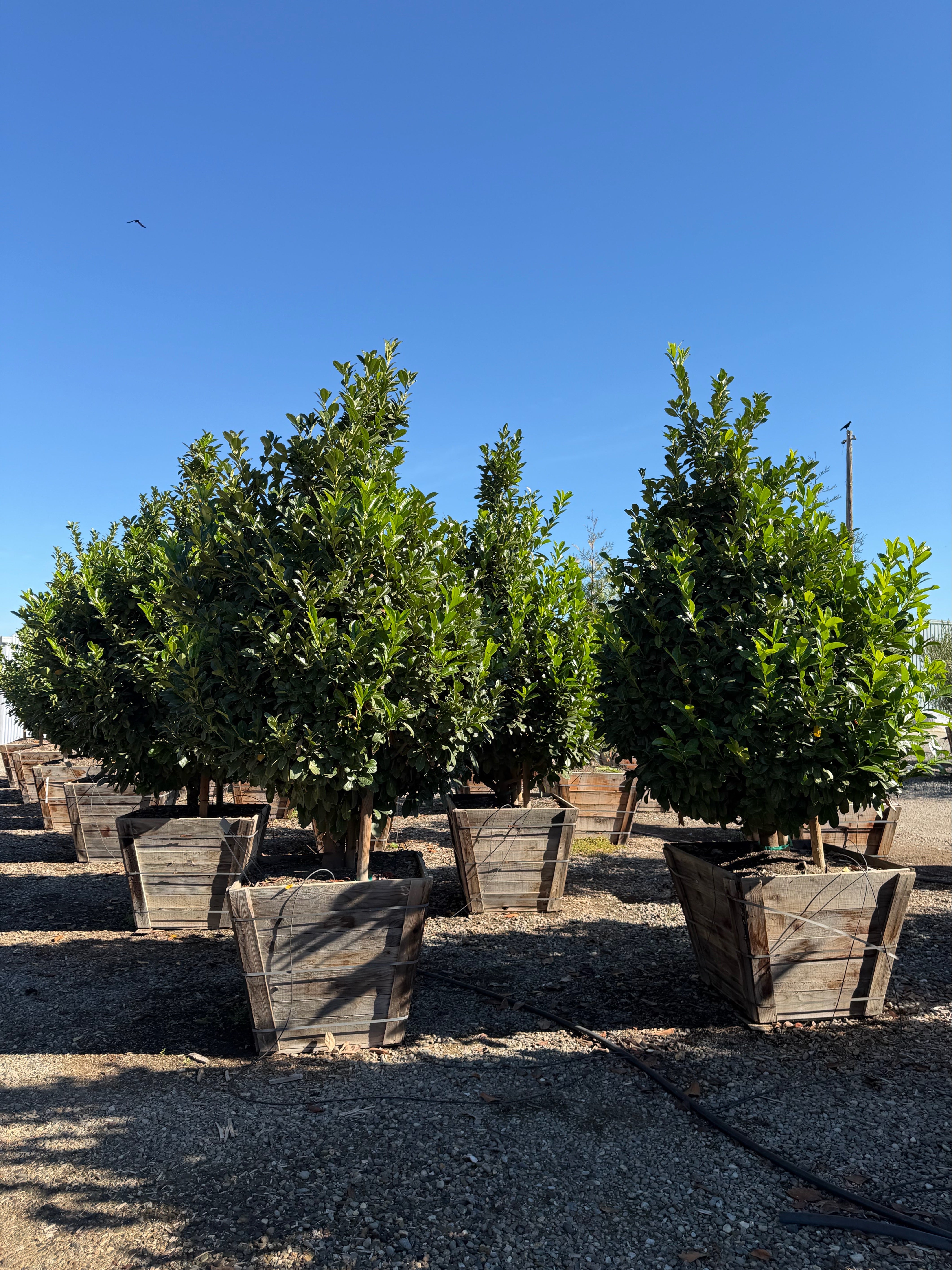 English Laurel (Prunus Laurocerasus) Column 36 inch box