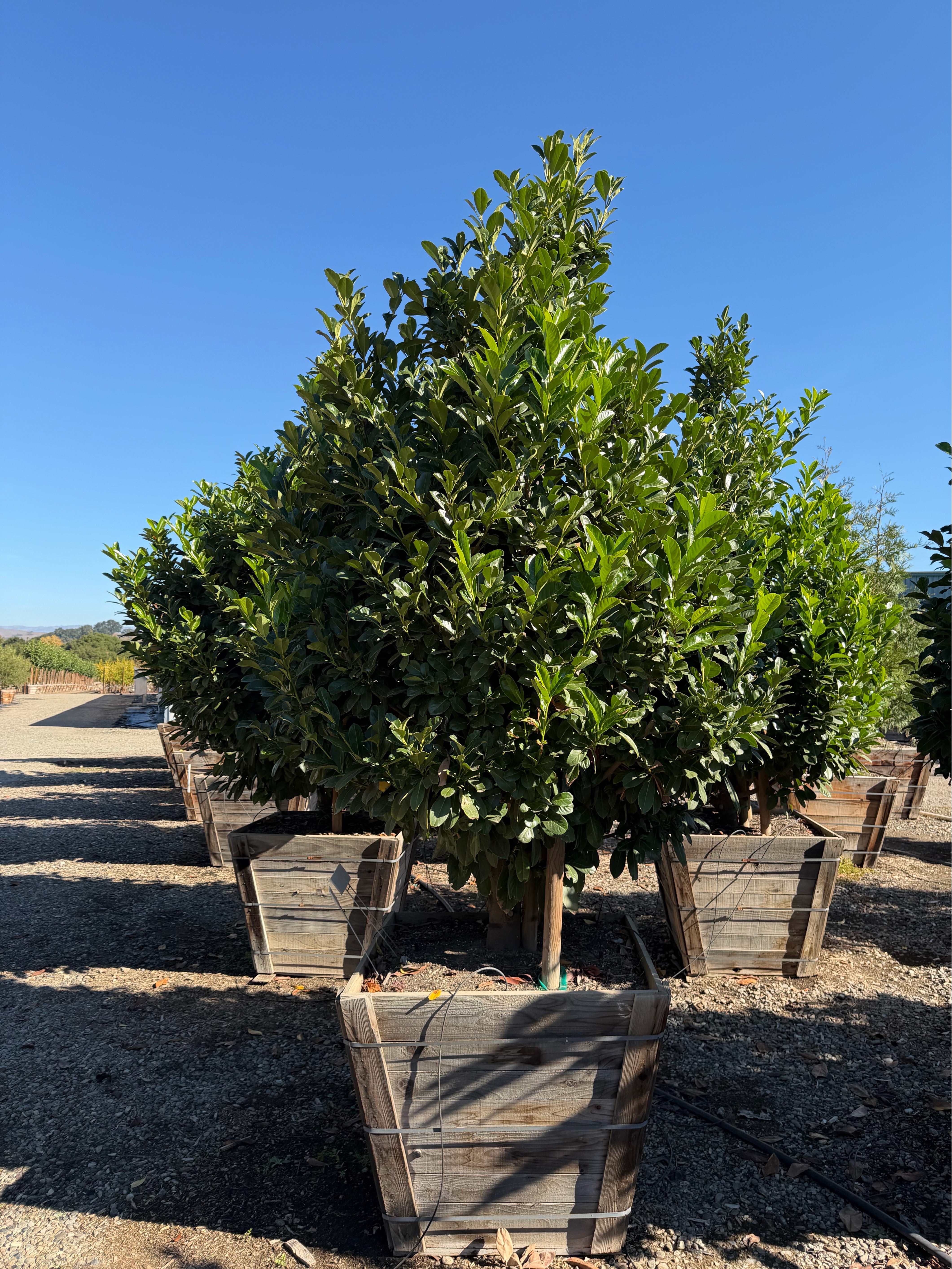 English Laurel (Prunus Laurocerasus) Column 36 inch box