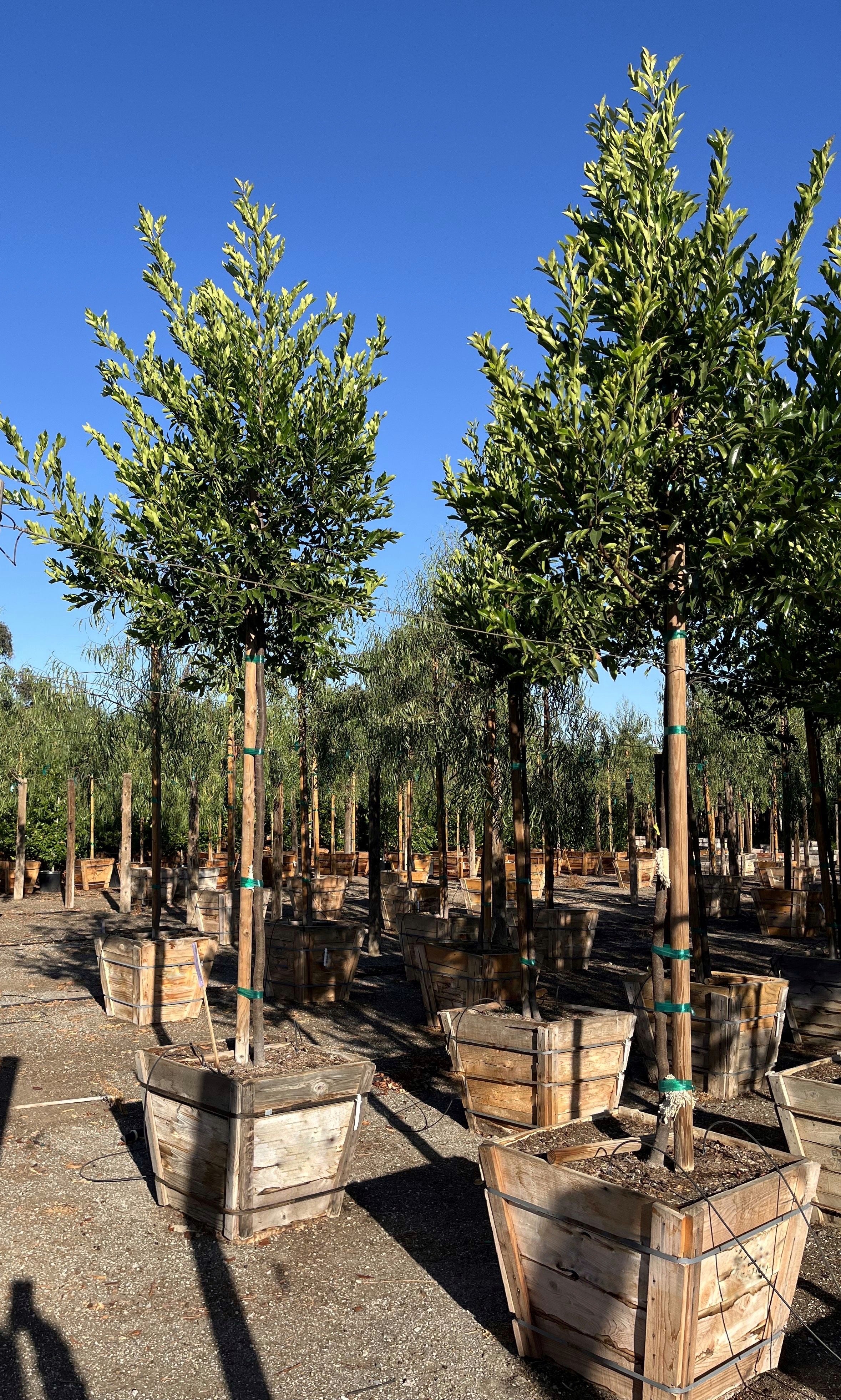 Carolina Cherry Compacta (Prunus Caroliniana) Tree Form 24 inch box