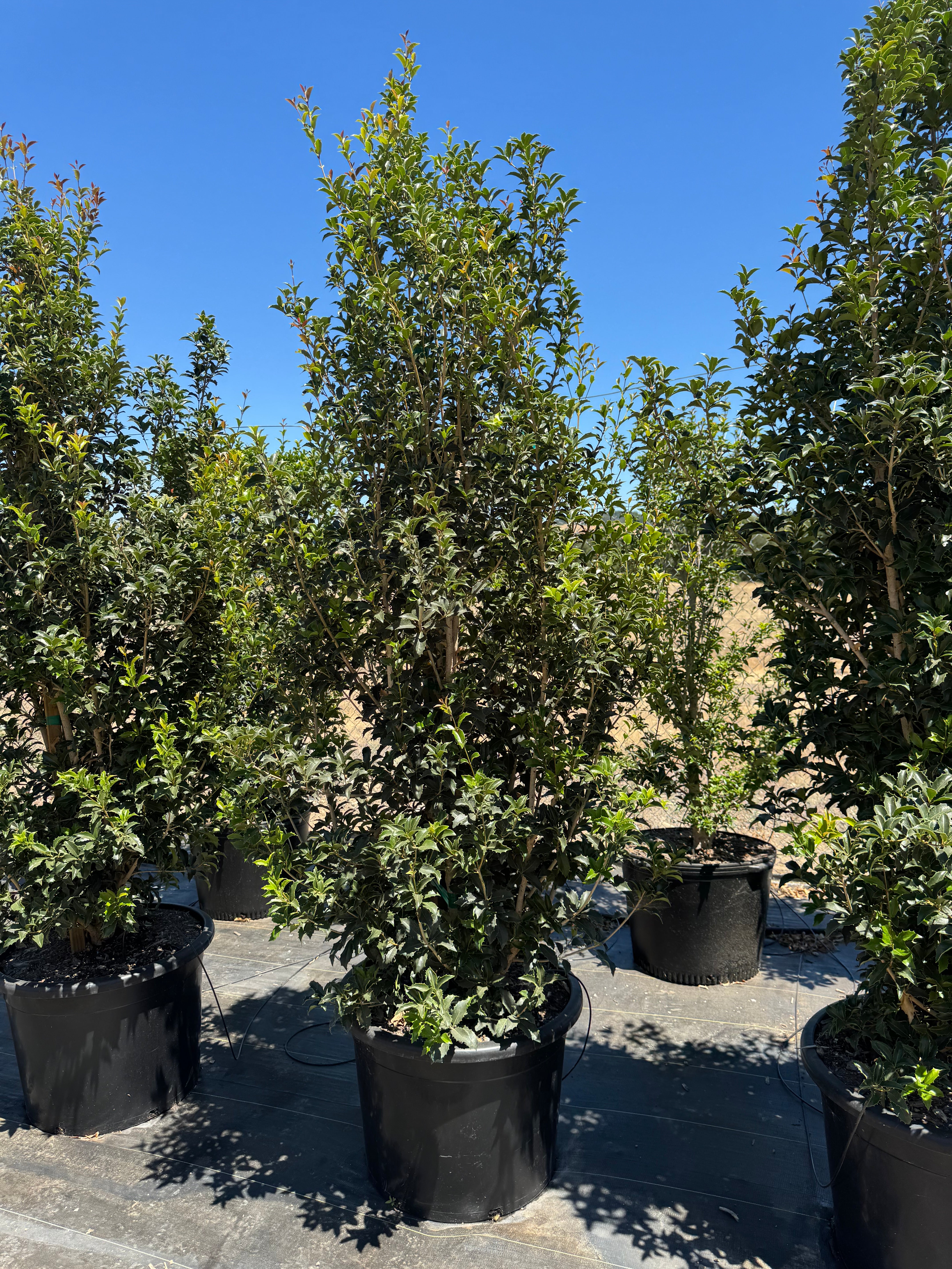 Sweet Tea Olive (Osmanthus Fragrans) 30 Gallon