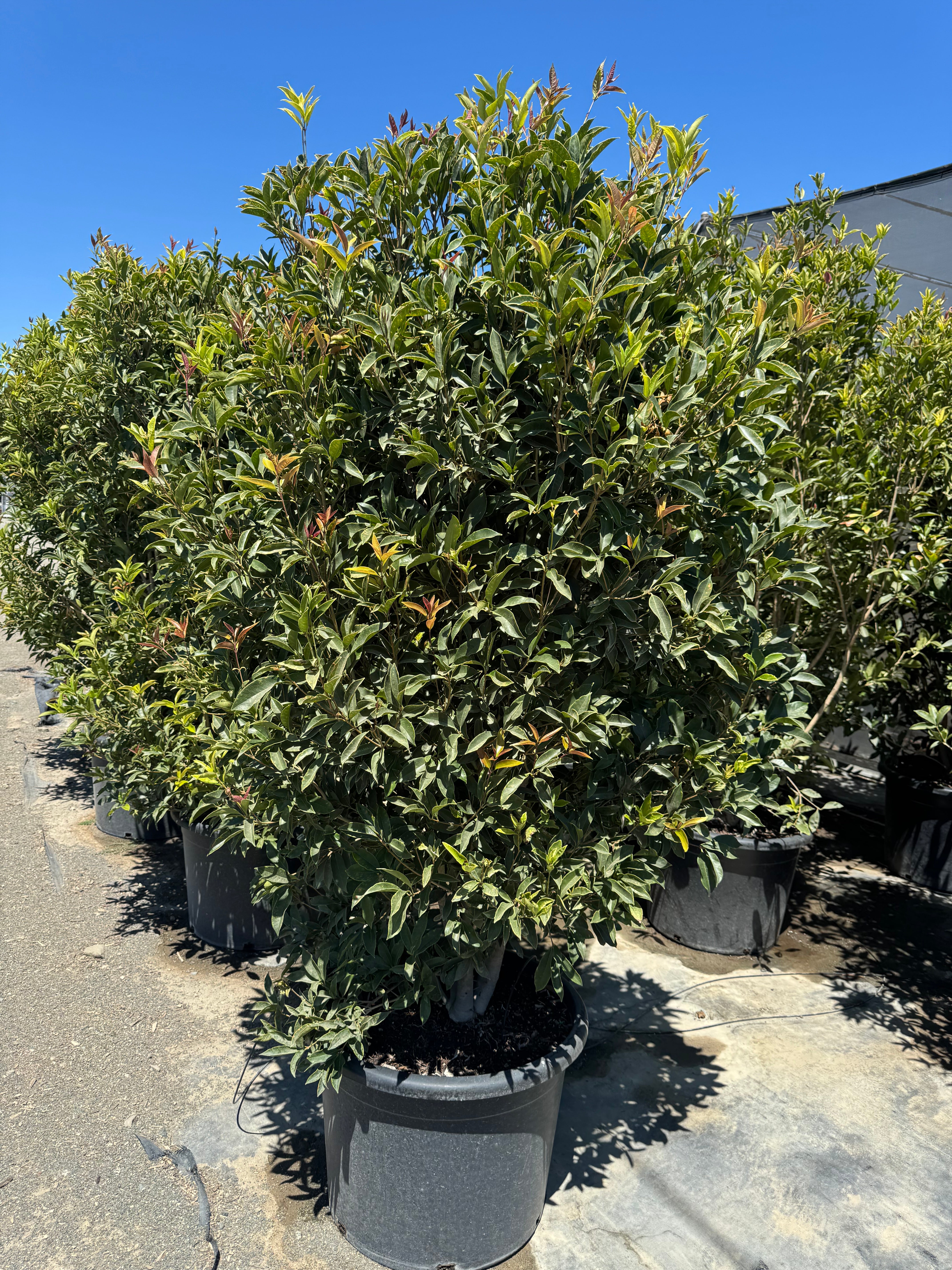 Sweet Tea Olive (Osmanthus Fragrans) 30 Gallon