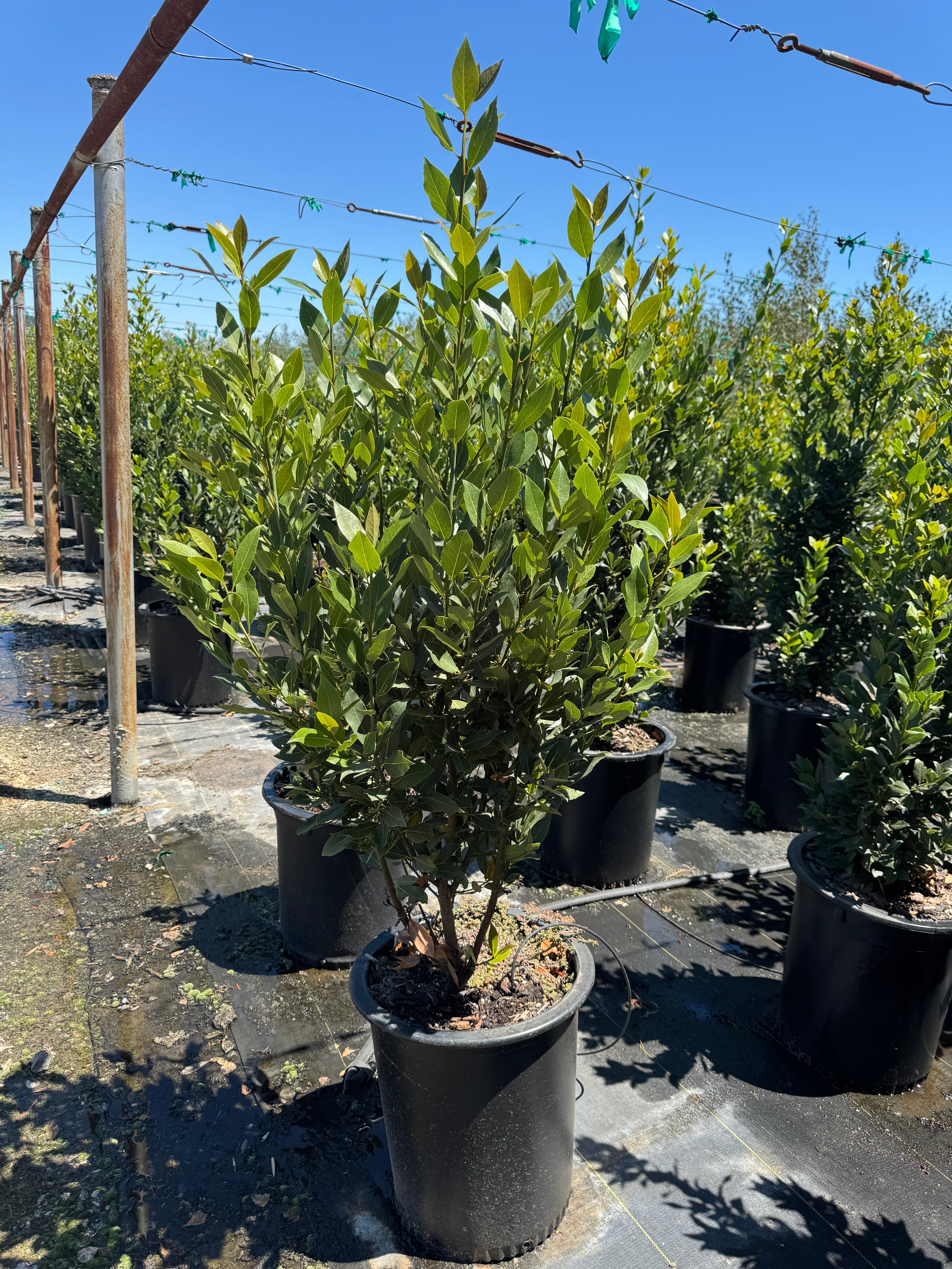 Laurus Nobilis (Sweet Bay Laurel) 15 Gallon