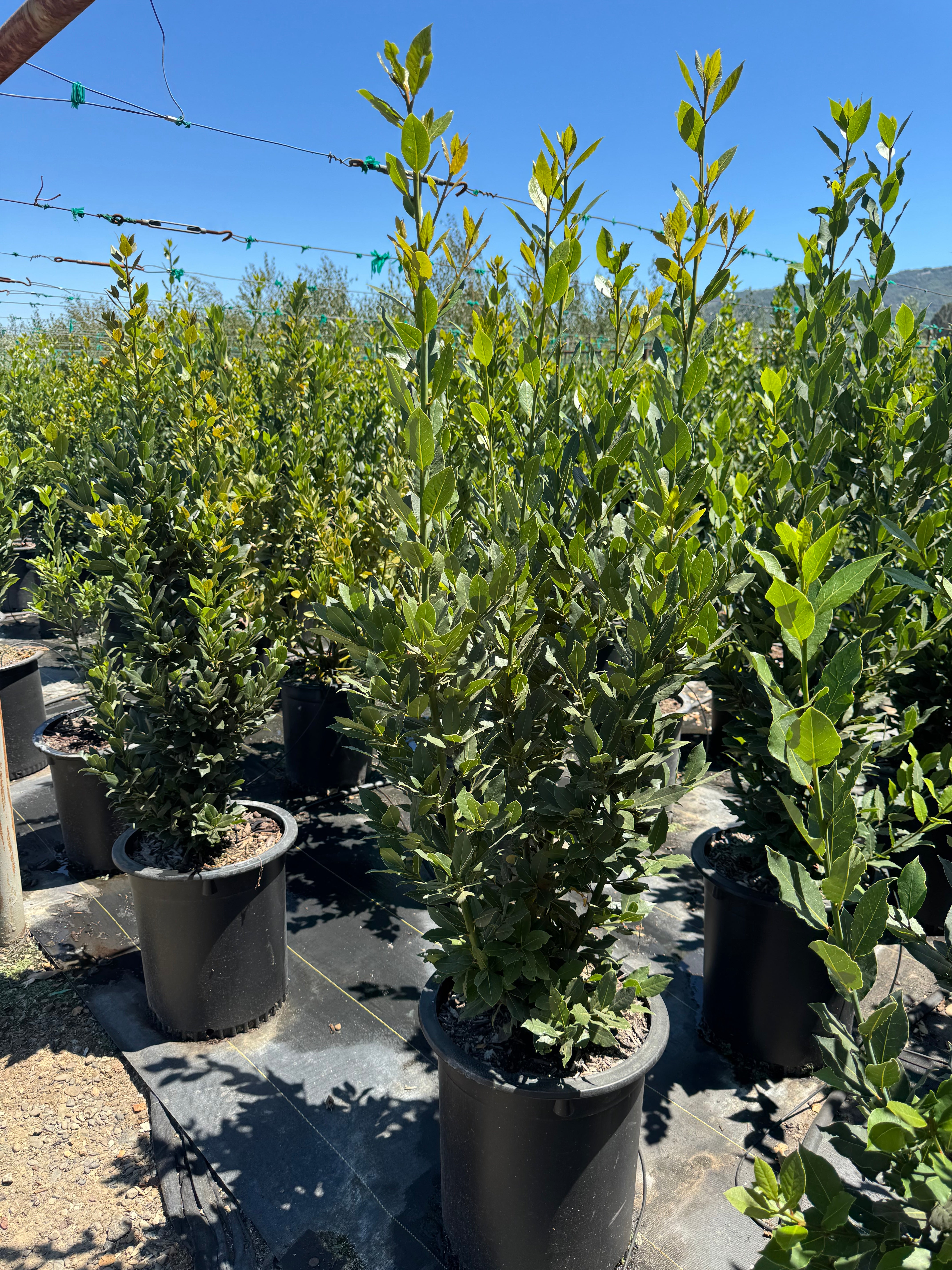 Laurus Nobilis (Sweet Bay Laurel) 15 Gallon