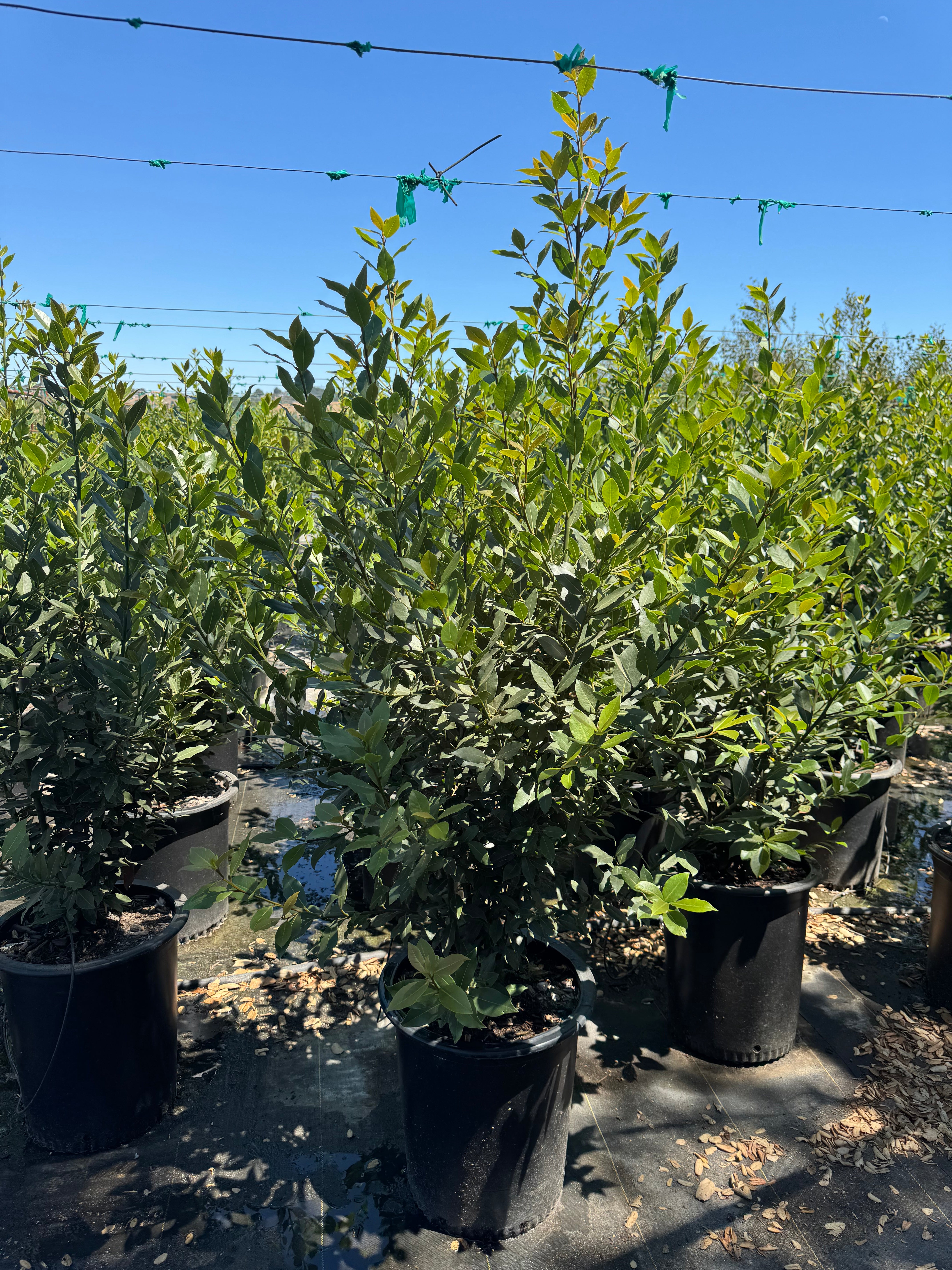 Laurus Nobilis (Sweet Bay Laurel) 15 Gallon