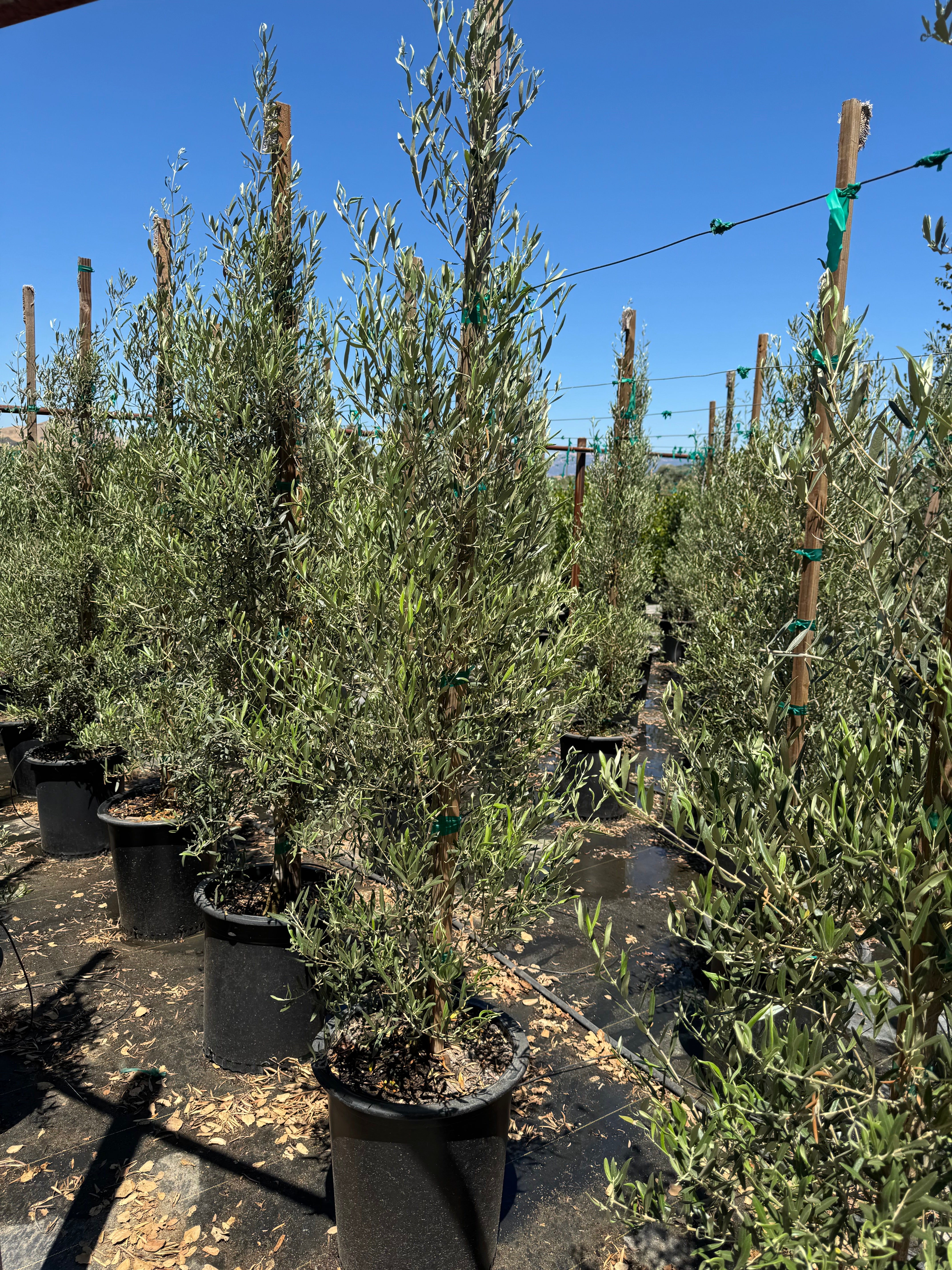Majestic Beauty (Olea Europaea Monher) Fruitless Olive 15 Gallon