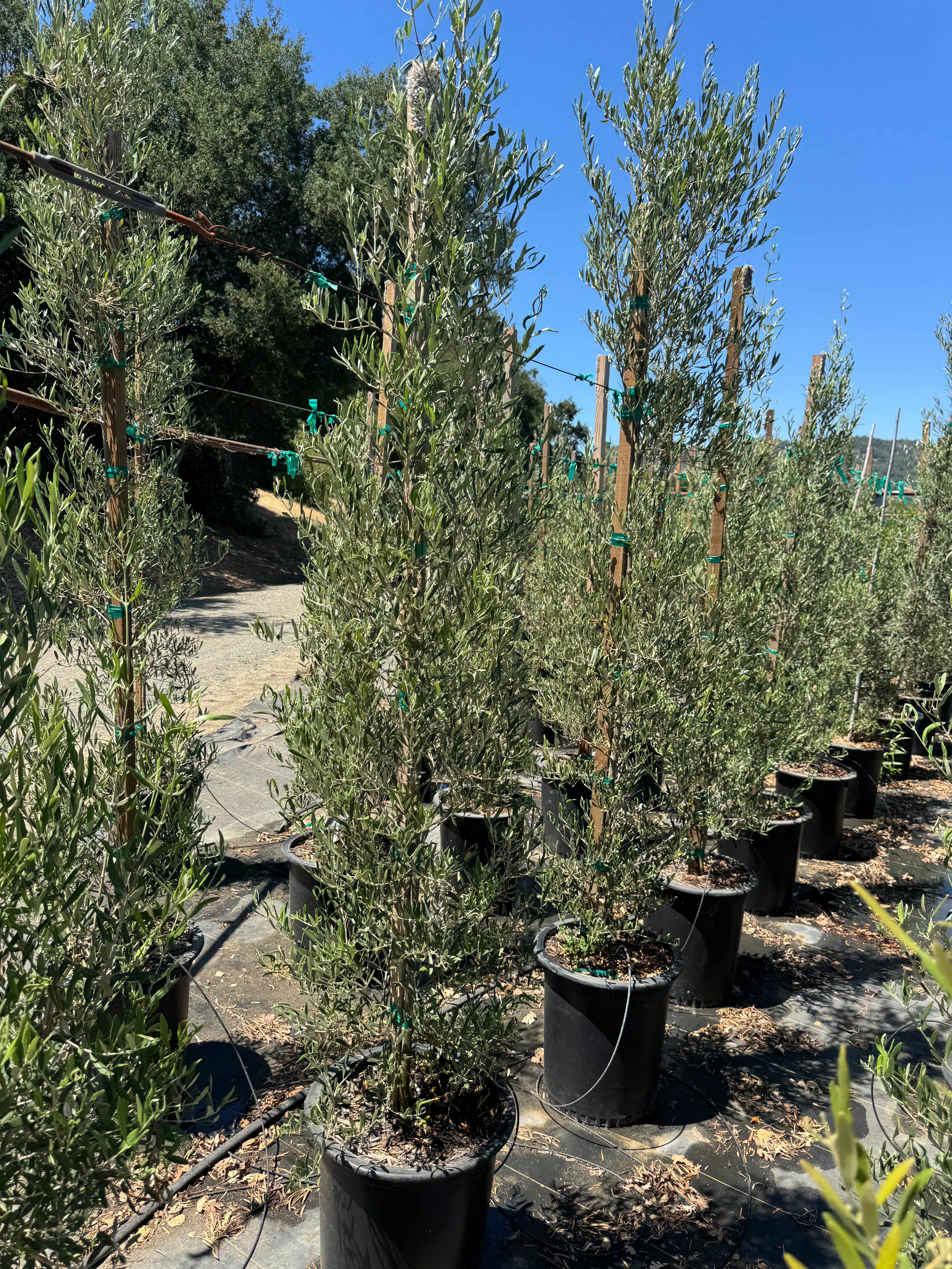 Majestic Beauty (Olea Europaea Monher) Fruitless Olive 15 Gallon