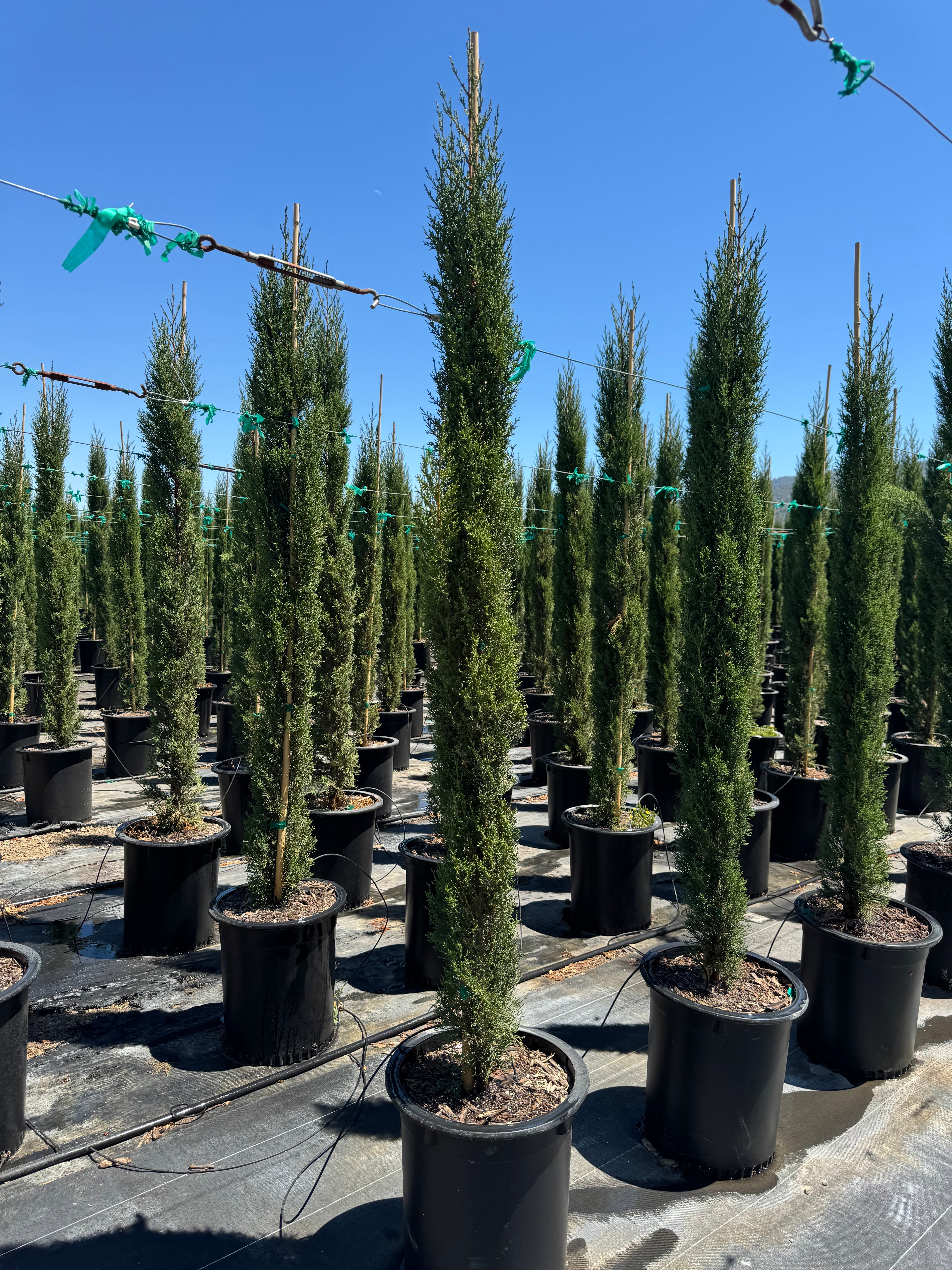 Italian Cypress (Cupress Sempervirens) 15 Gallon