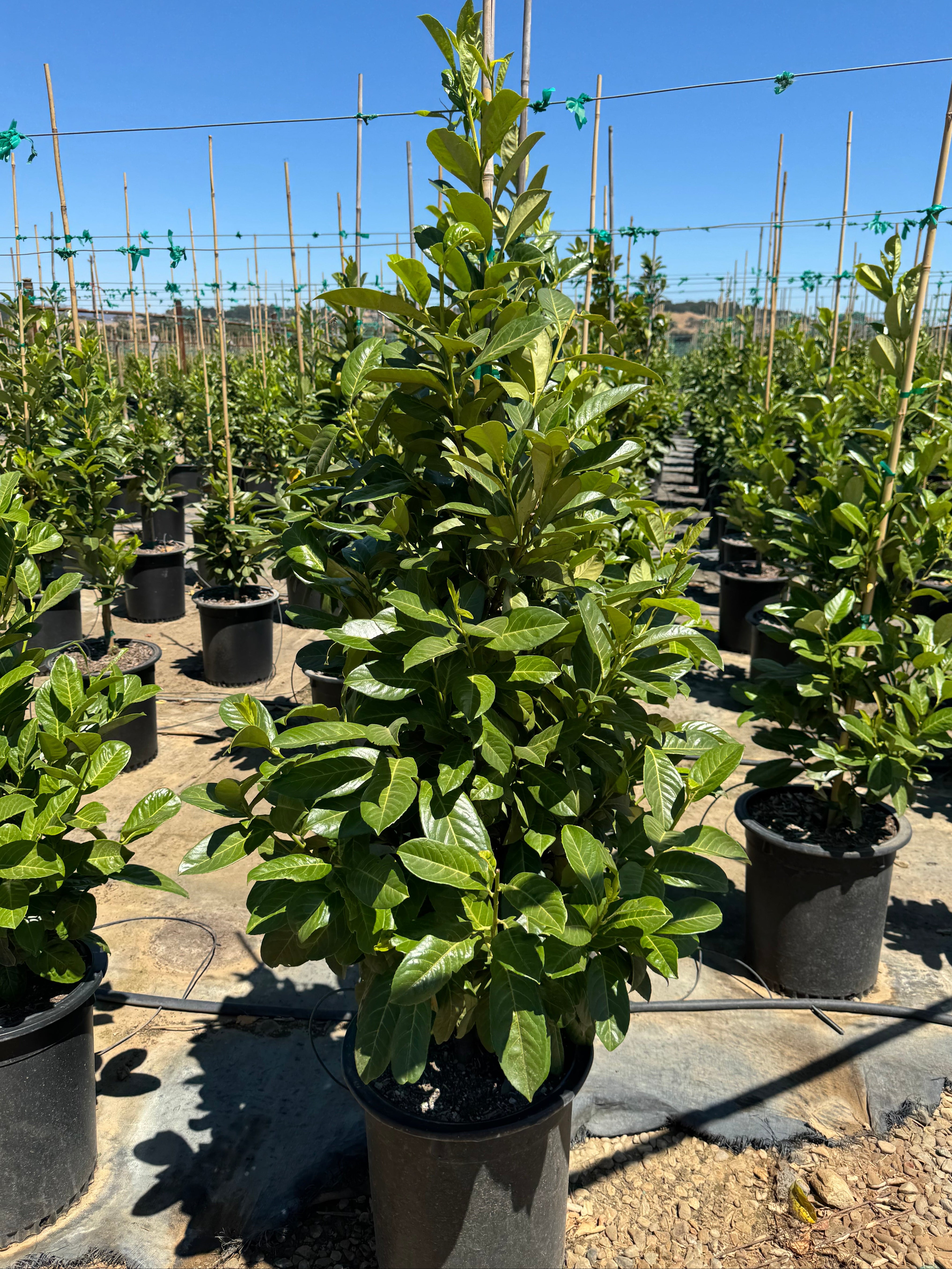 English Laurel (Prunus Laurocerasus) Column 15 Gallon