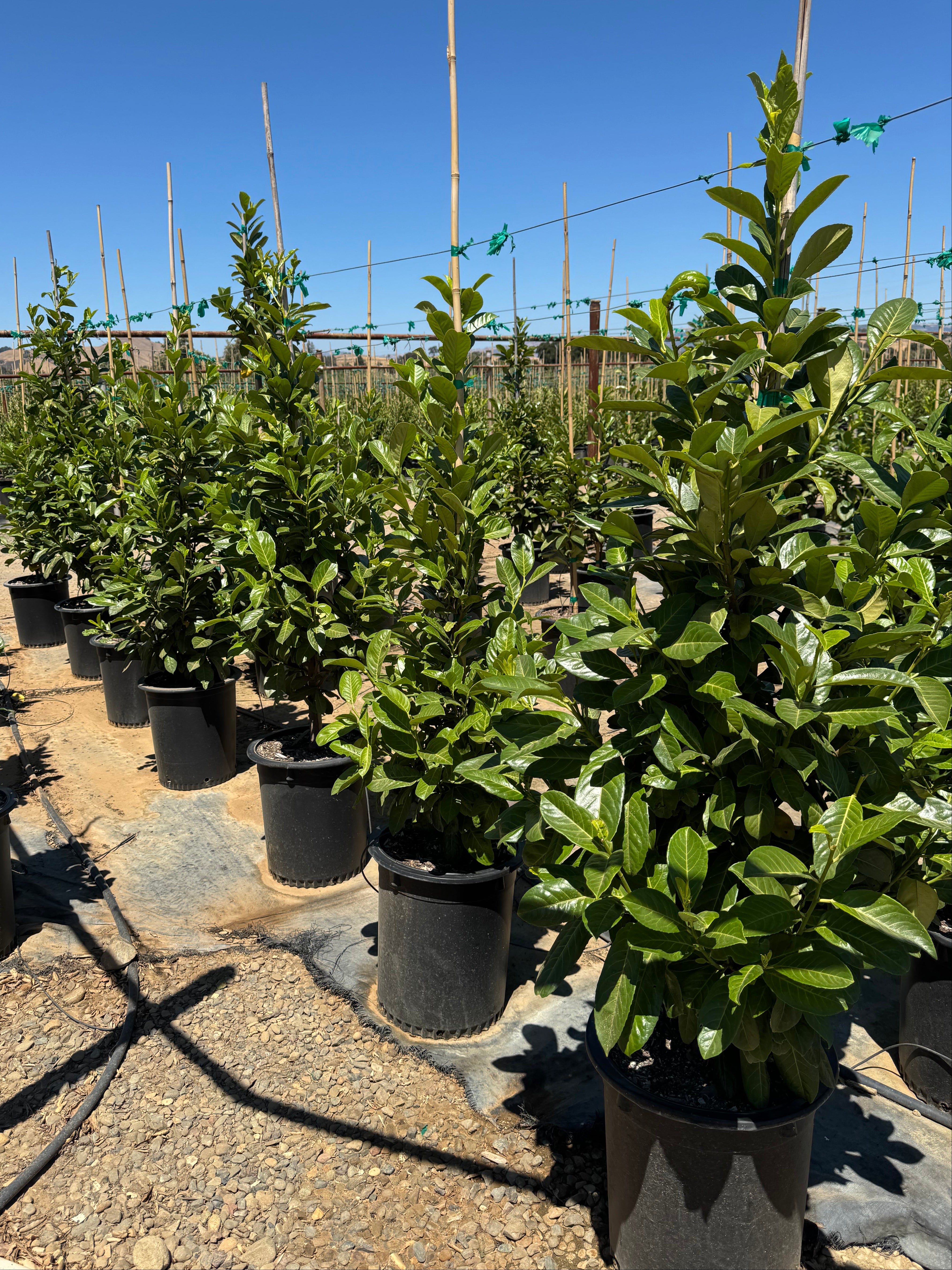 English Laurel (Prunus Laurocerasus) Column 15 Gallon