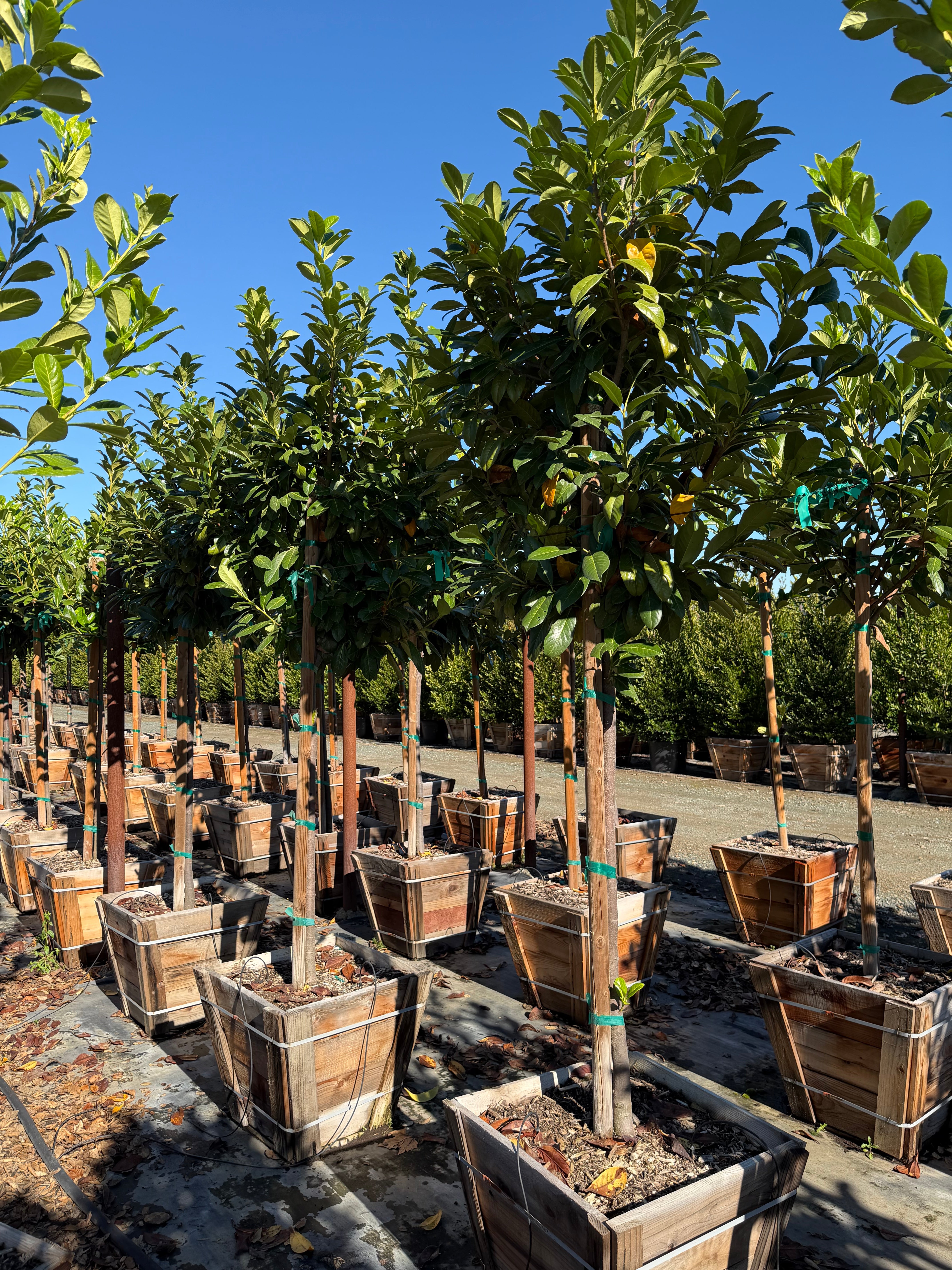 English Laurel (Prunus Laurocerasus) Tree Form 24 inch box