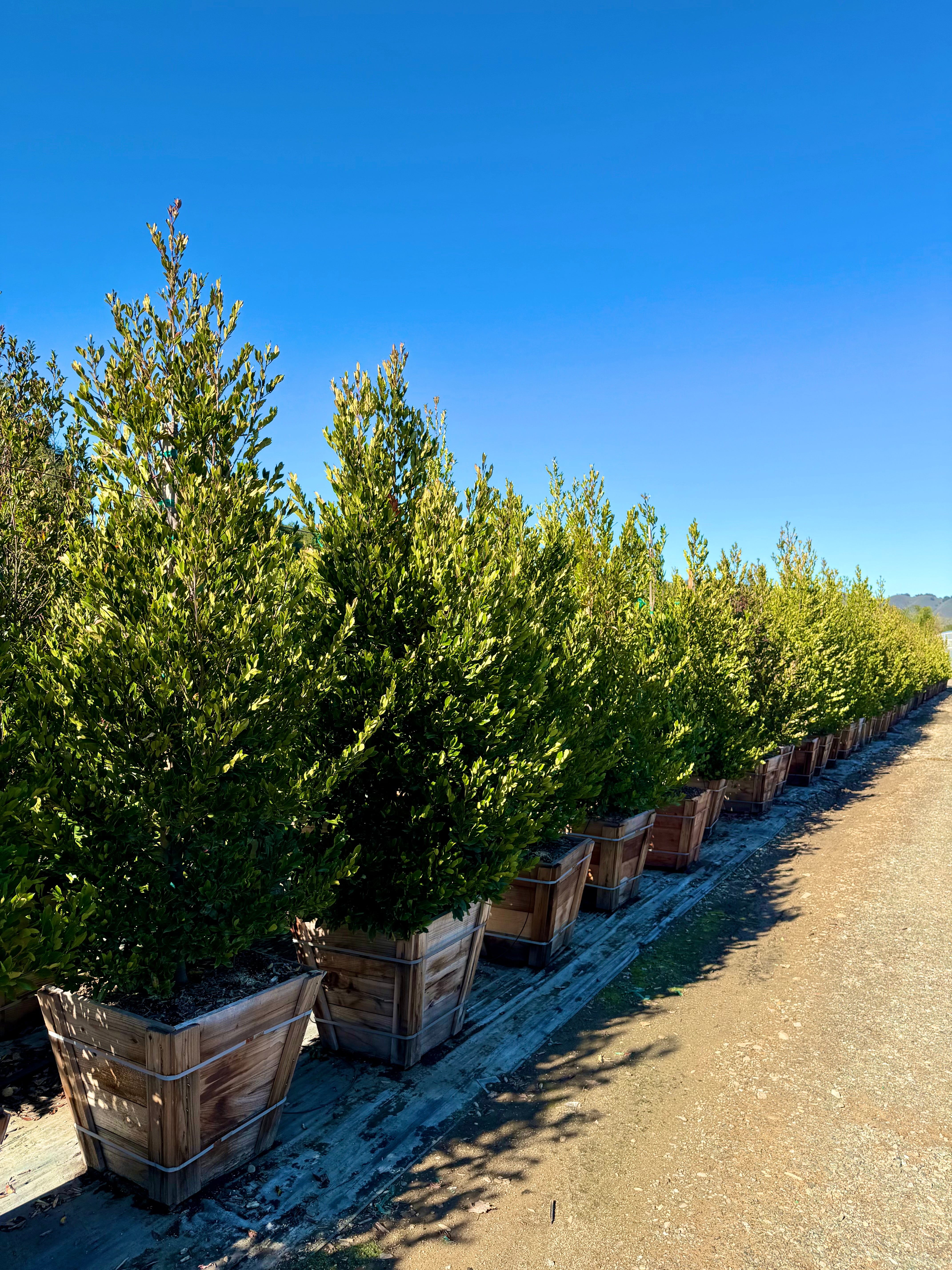 Carolina Cherry Compacta (Prunus Caroliniana) Column 24 inch box
