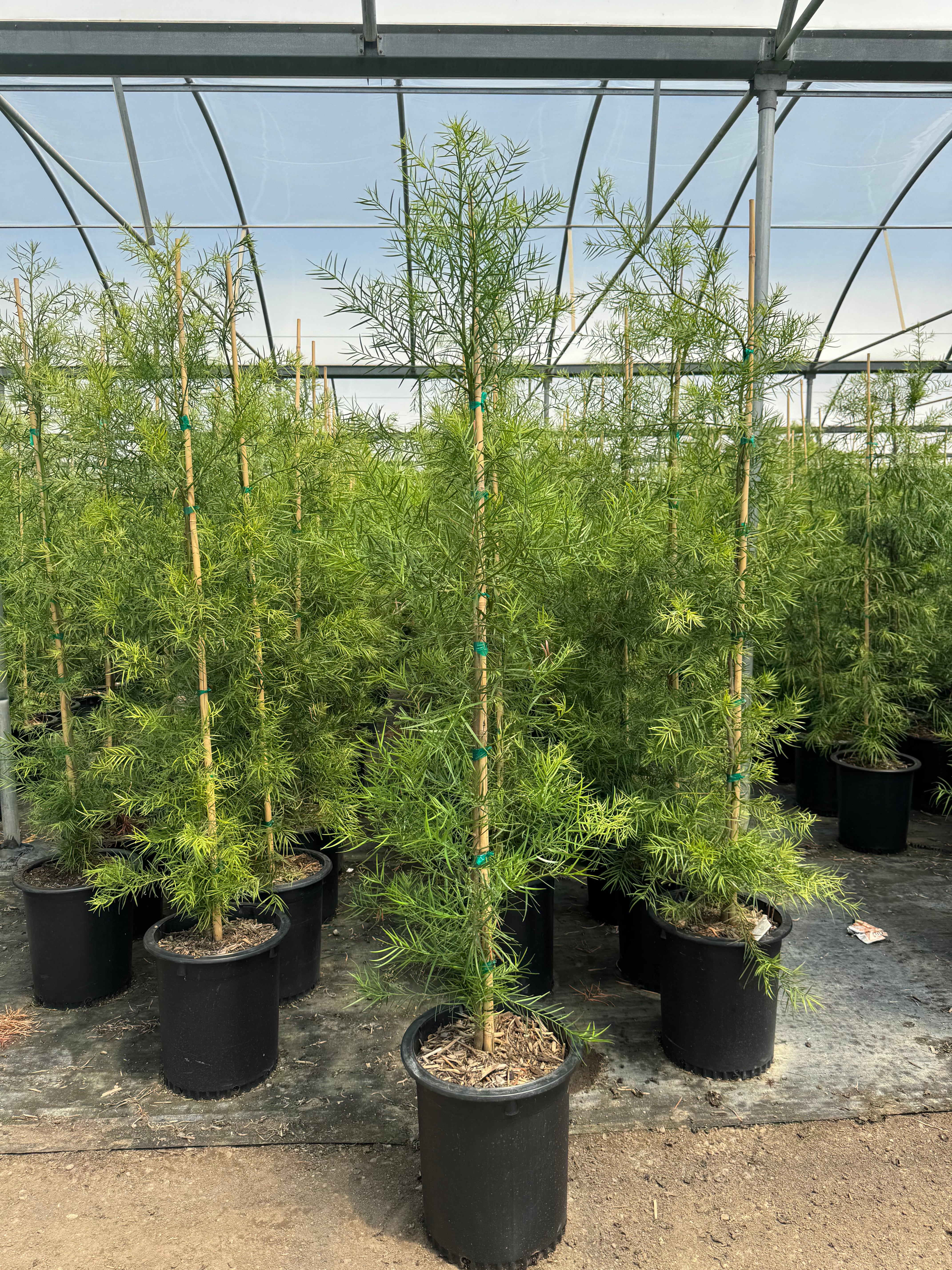 Podocarpus Gracilior Column 15 Gallon
