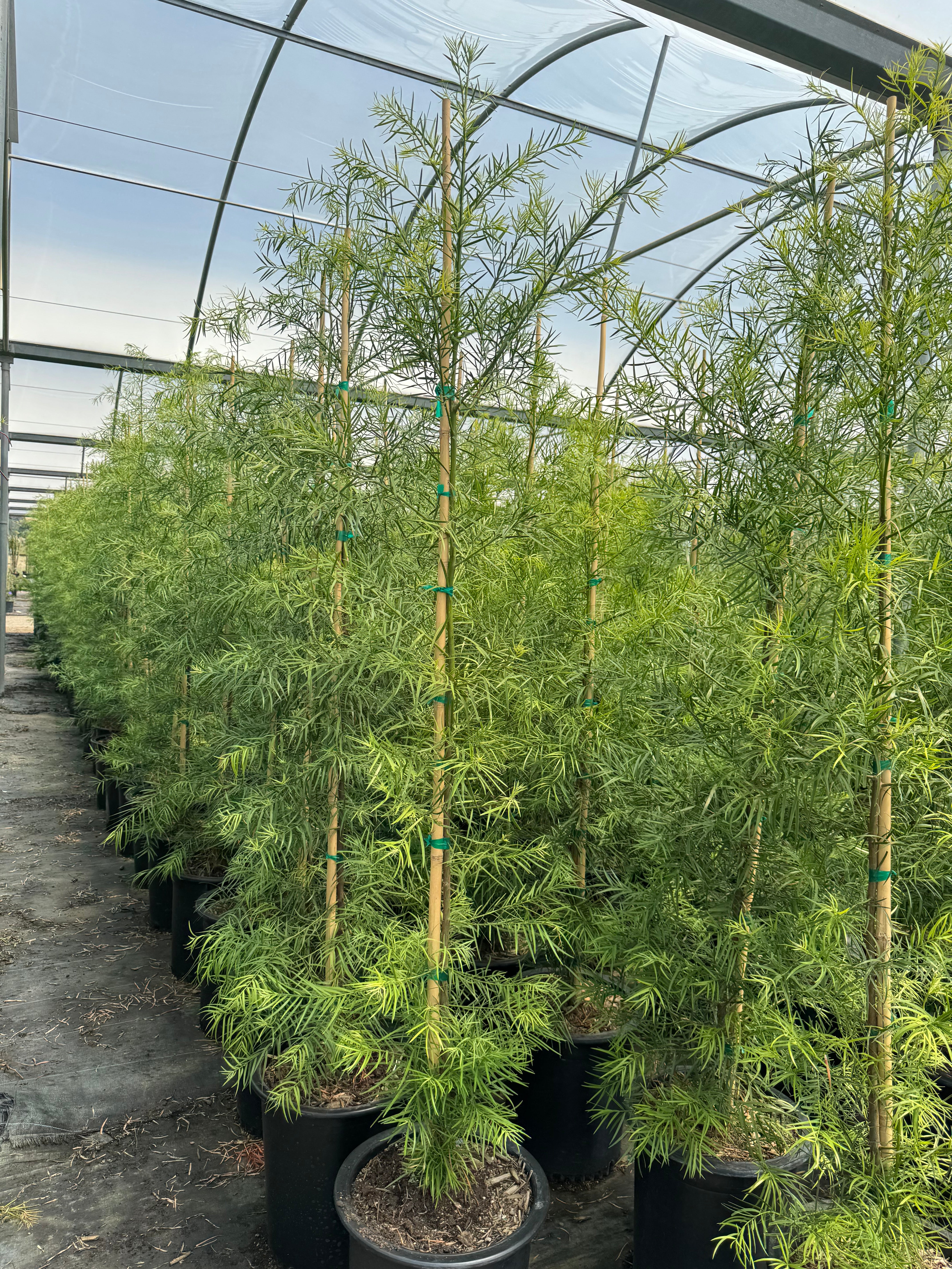 Podocarpus Gracilior Column 15 Gallon