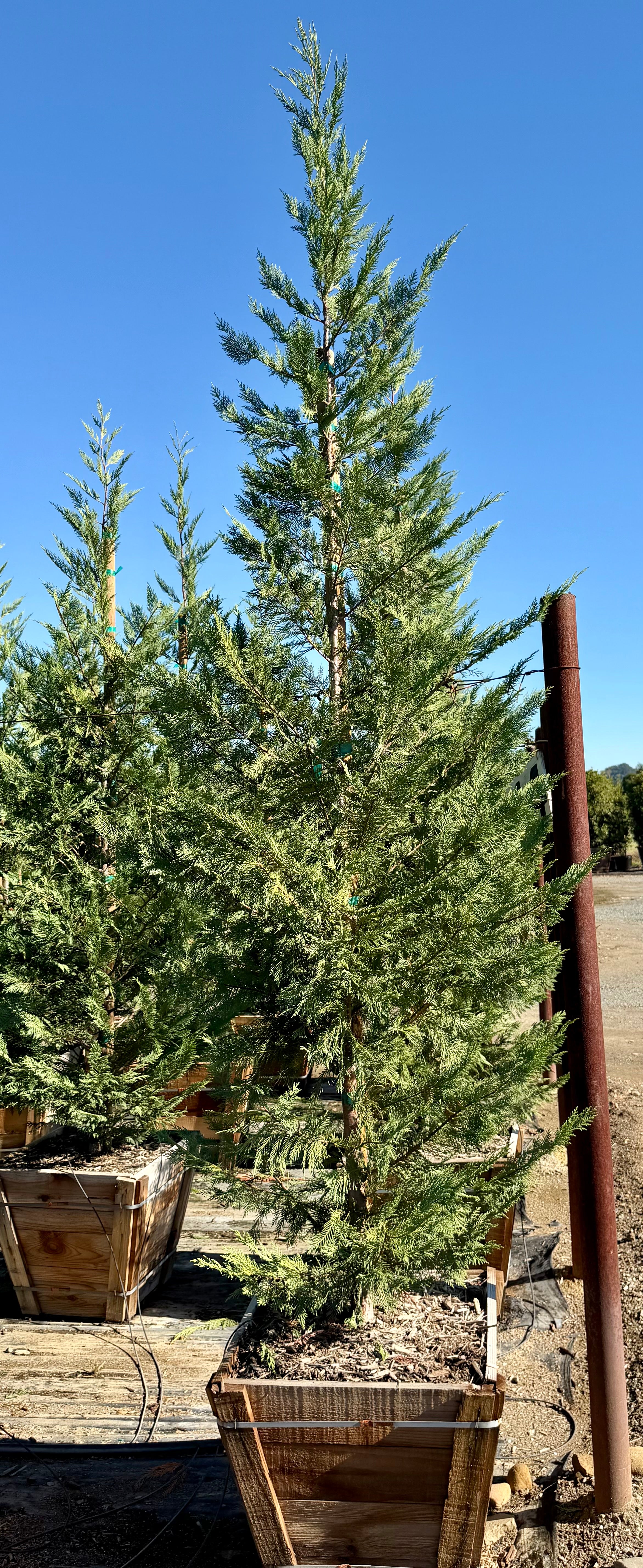 Leyland Cypress (Cupressus x Leylandi) 24 inch box
