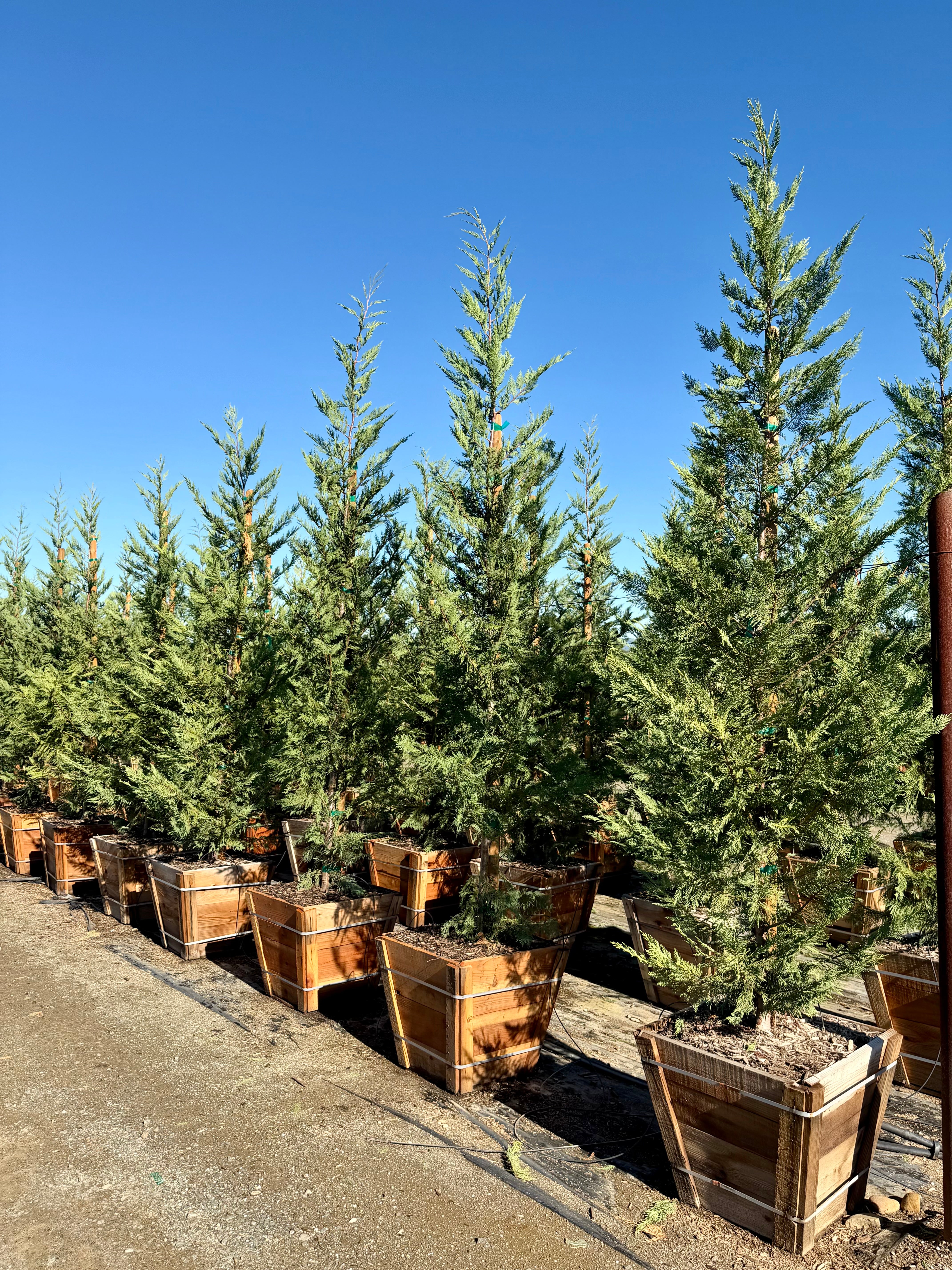 Leyland Cypress (Cupressus x Leylandi) 24 inch box