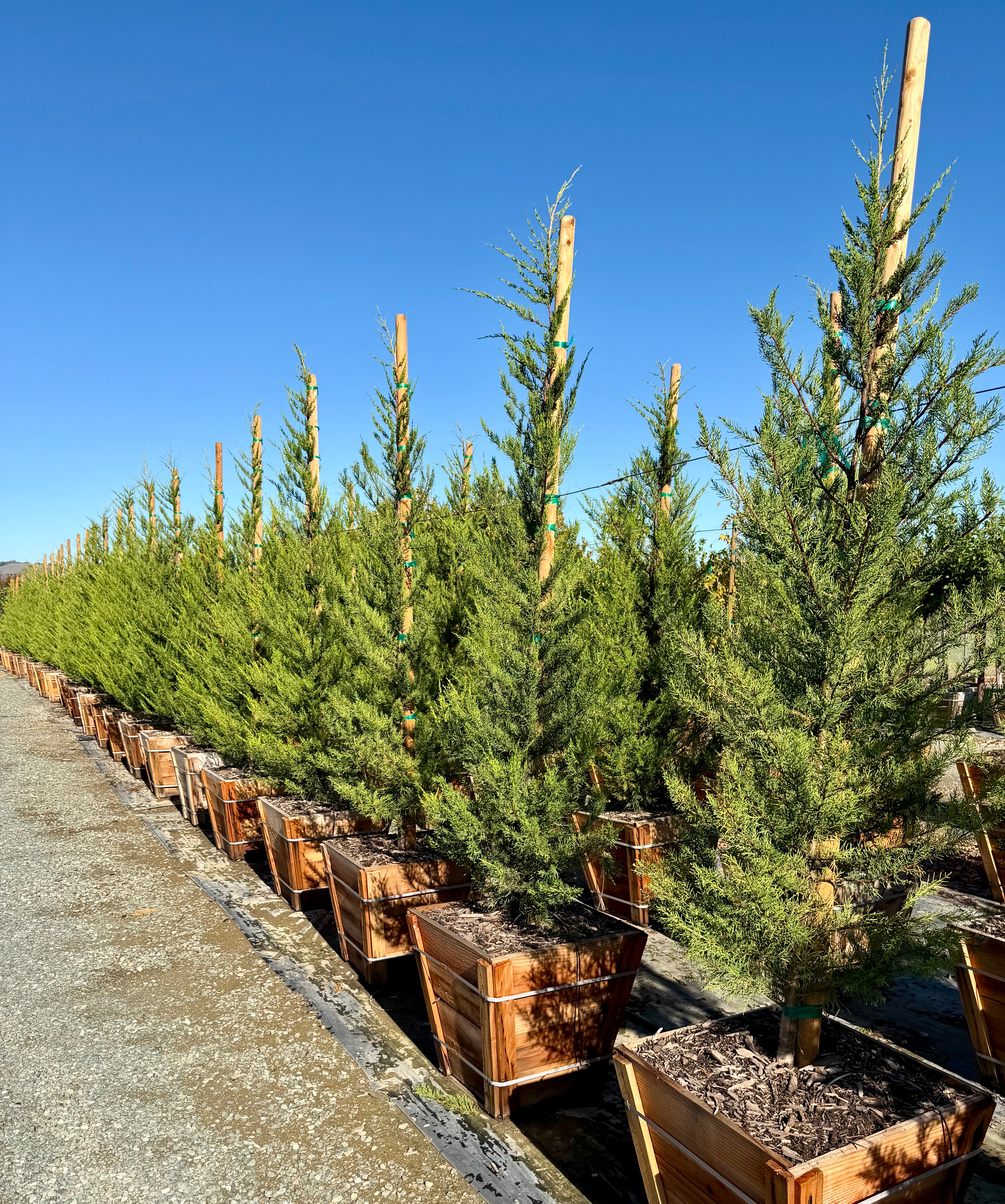 Monterey Cypress (Cupressus Macrocarpa) 24 inch box