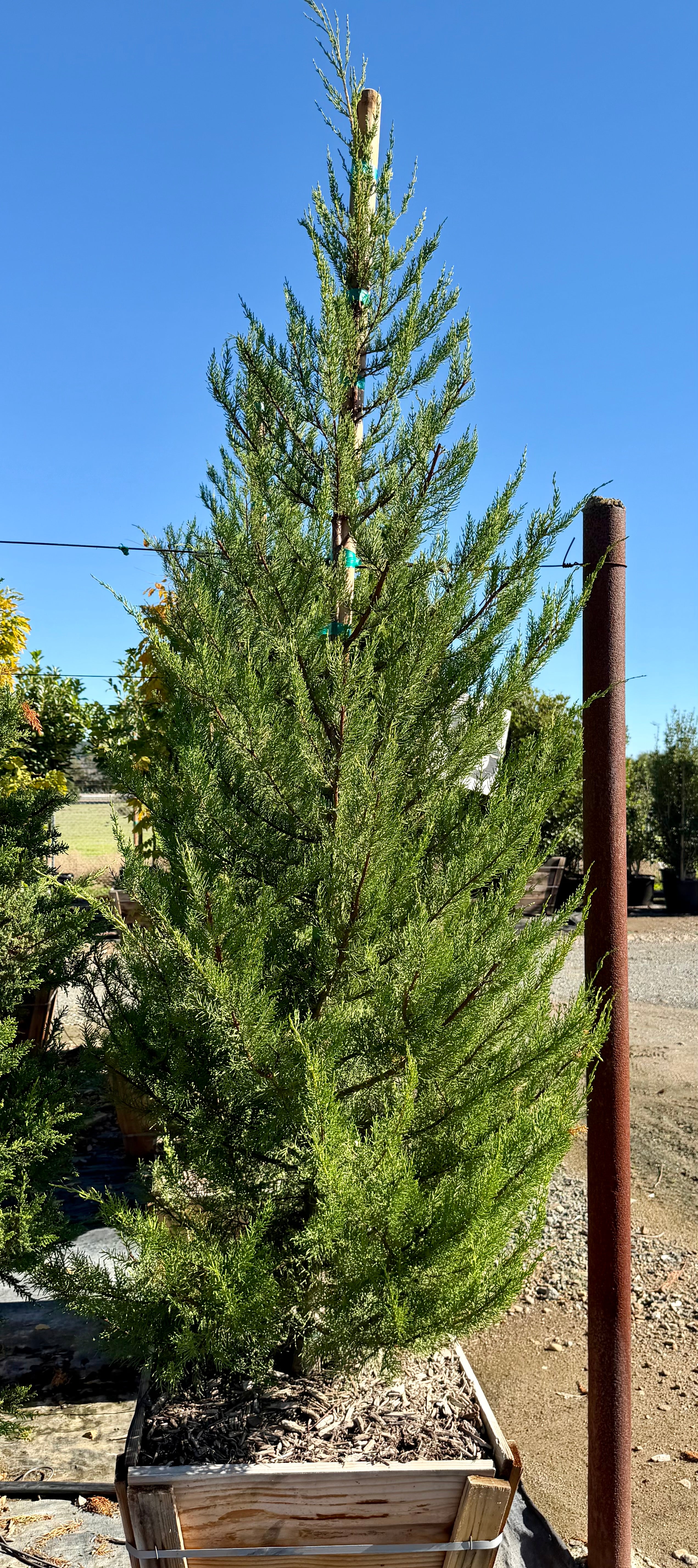 Monterey Cypress (Cupressus Macrocarpa) 24 inch box