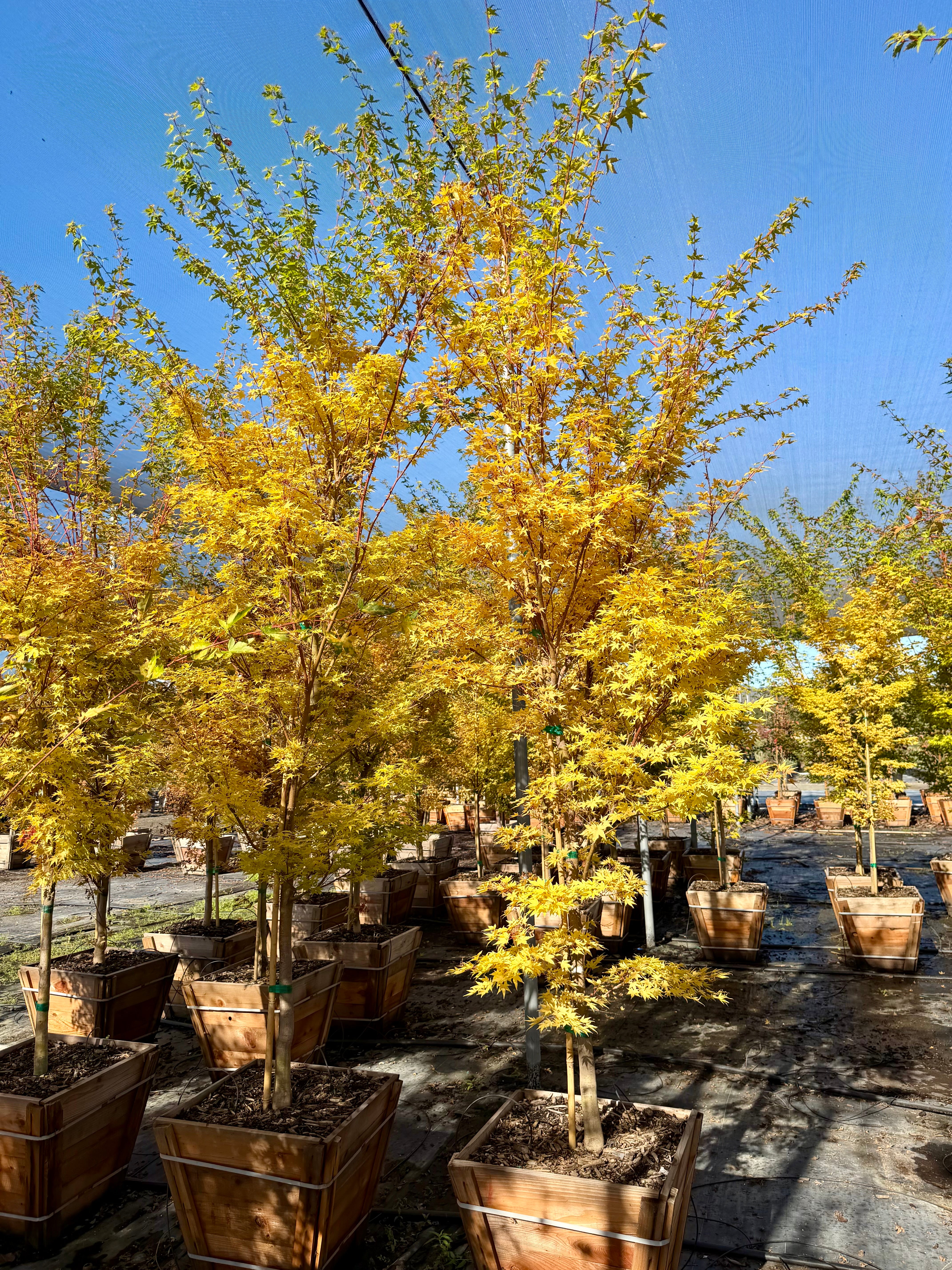 Acer Palmatum (Sango Kaku) Coral Bark Maple 24 inch box