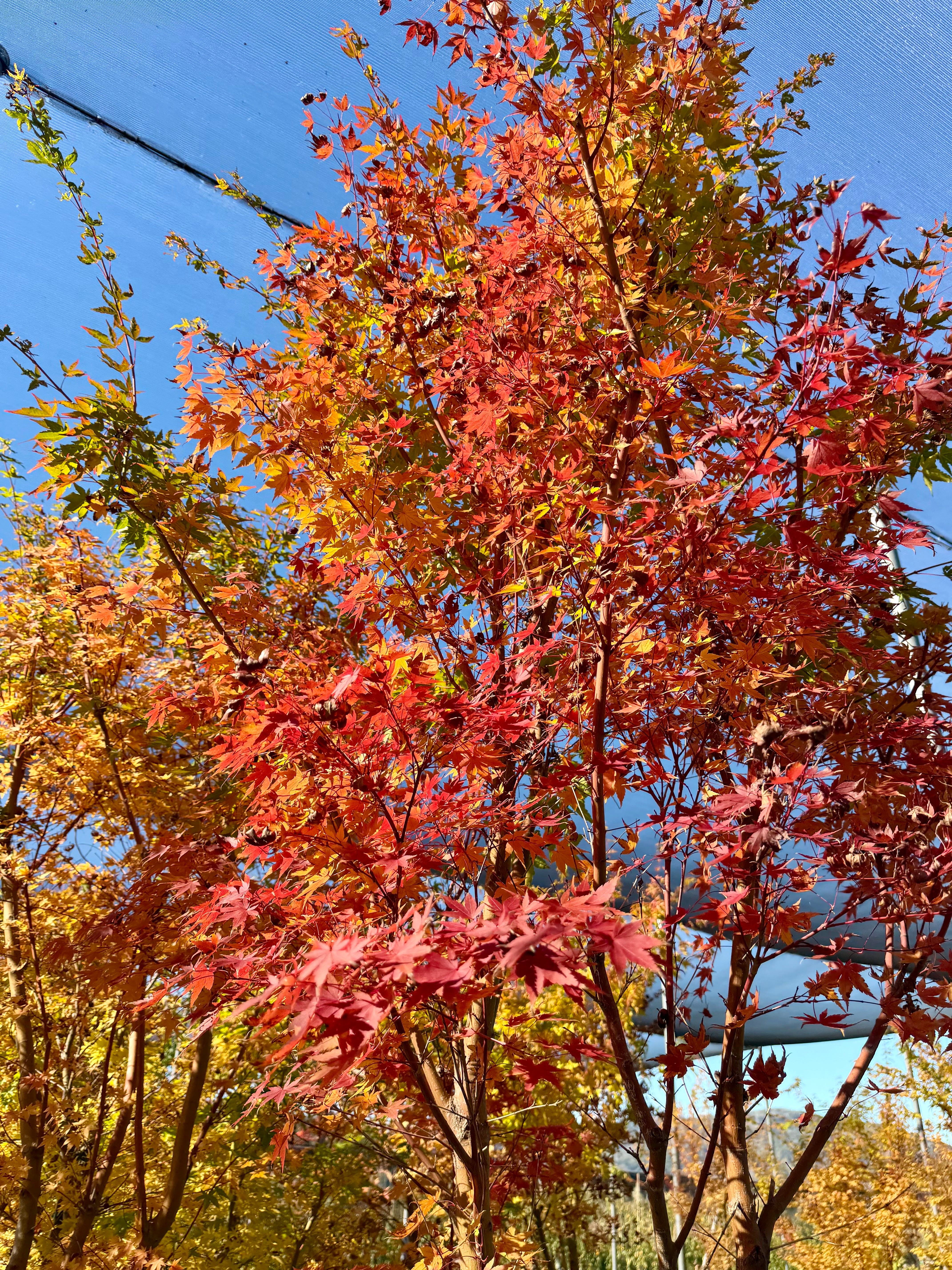 Acer Palmatum (Sango Kaku) Coral Bark Maple 24 inch box